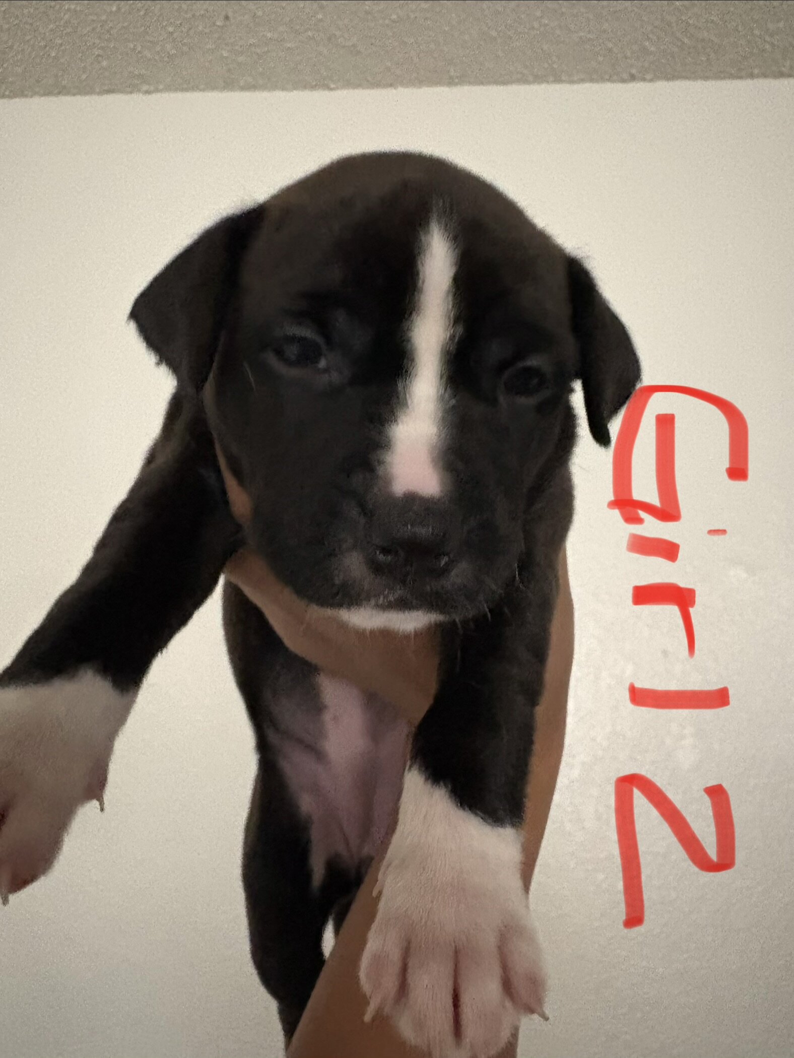 Boxer/Pit Mix Puppies - 4 Weeks – 4 Boys & 2 Girls image 6