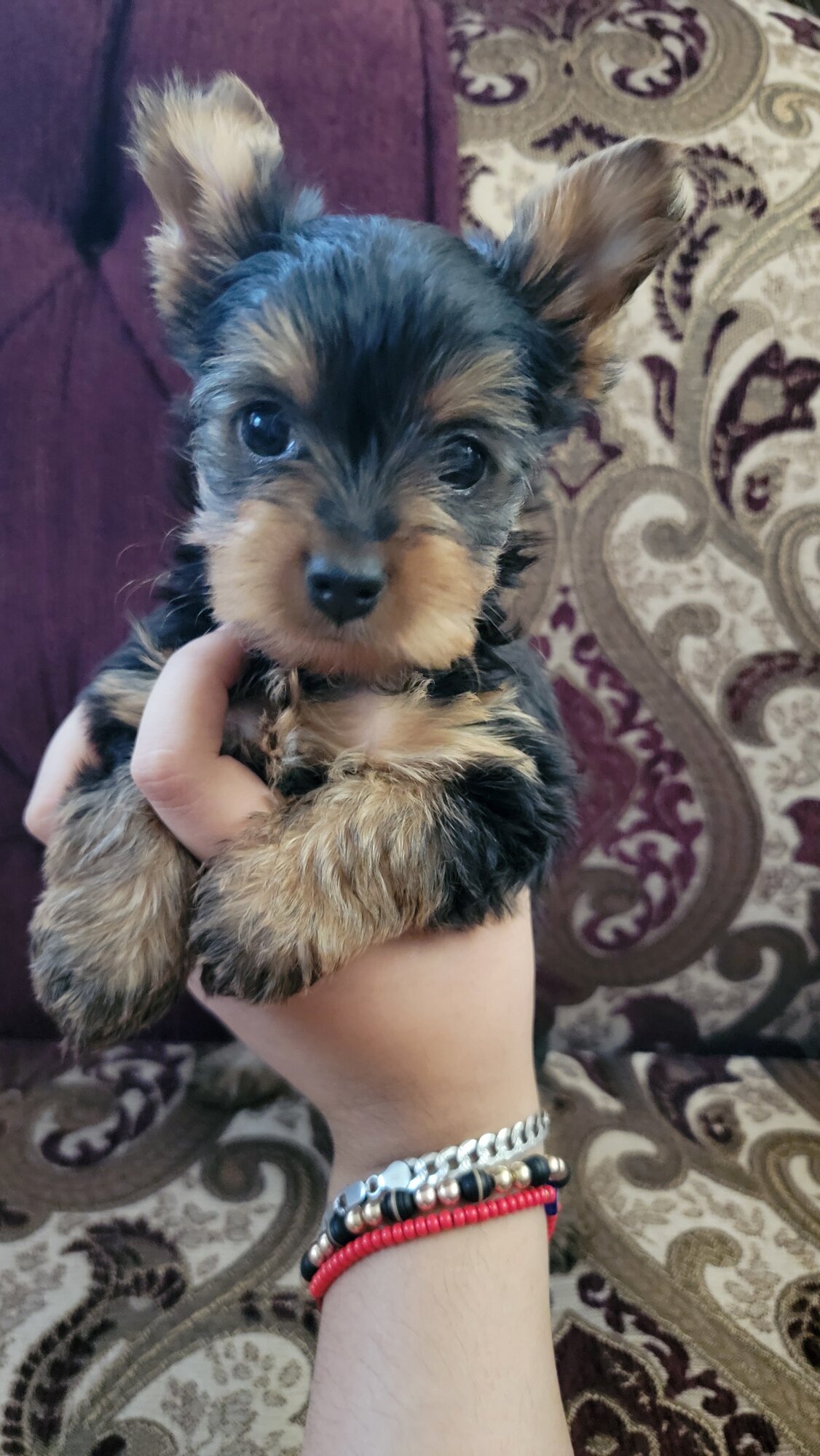 Yorki puppy image 3