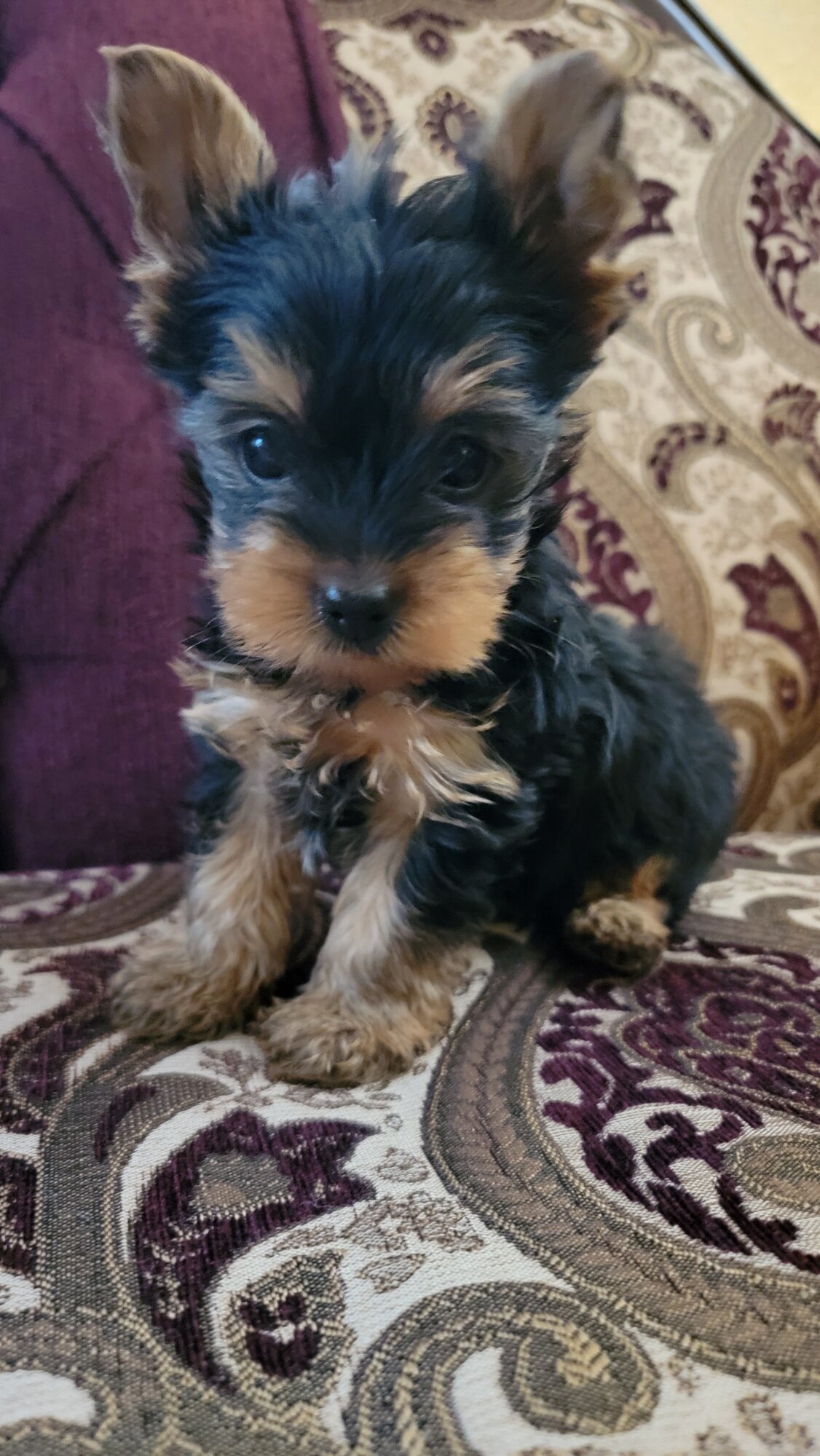 Yorki puppy image 2