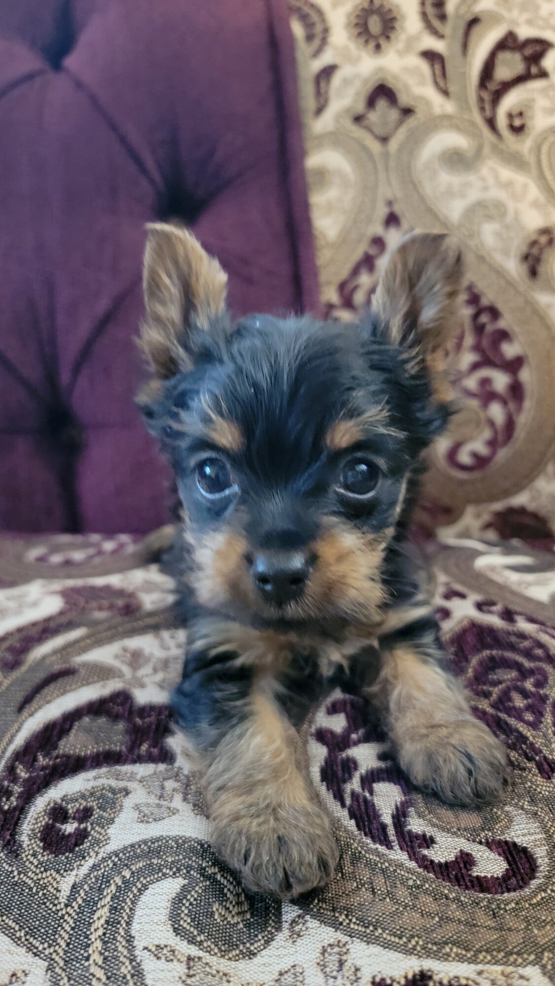 Yorki puppy image 1