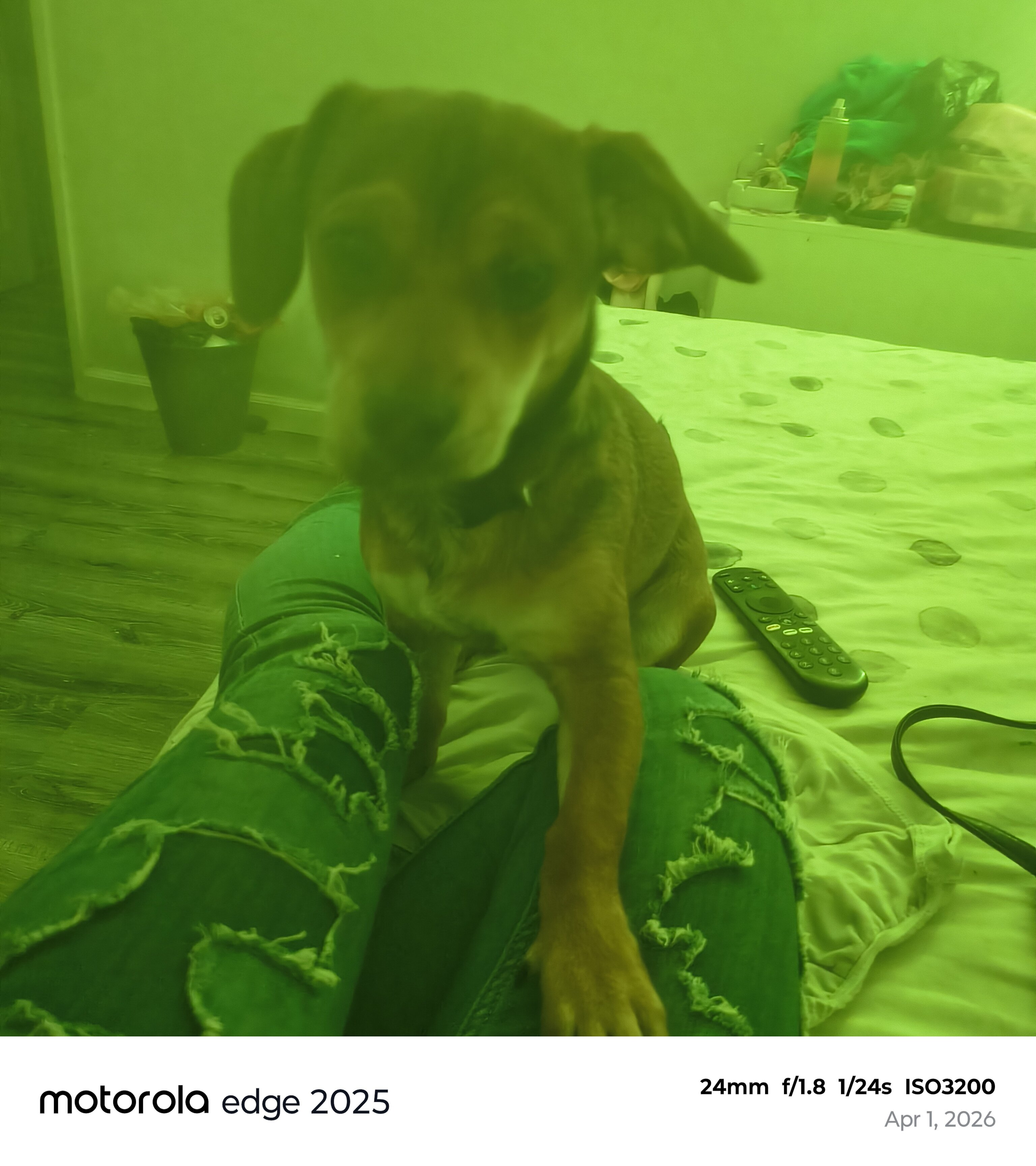 Dog image 1