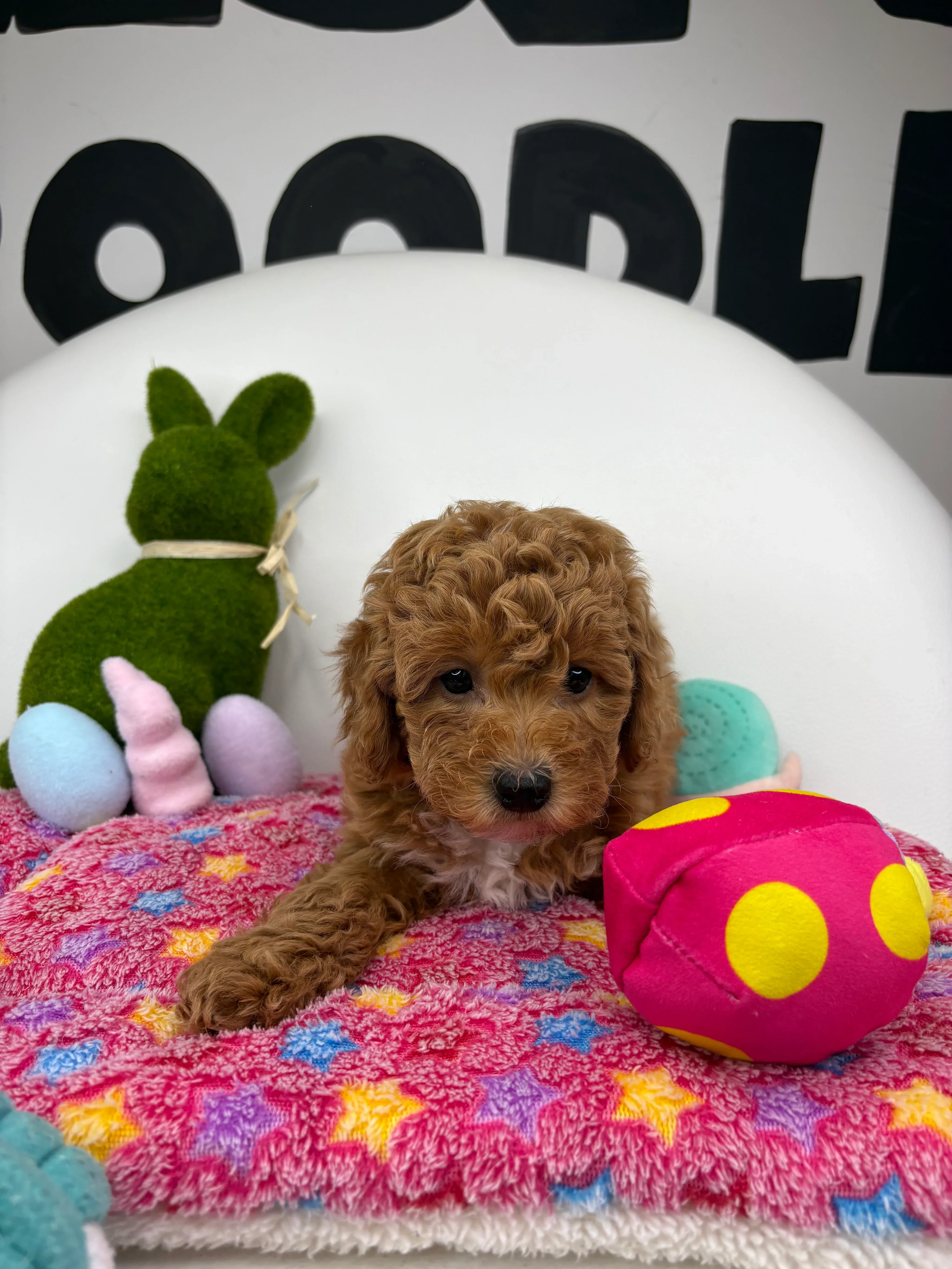 Apricot Female Toy Poodle image 1