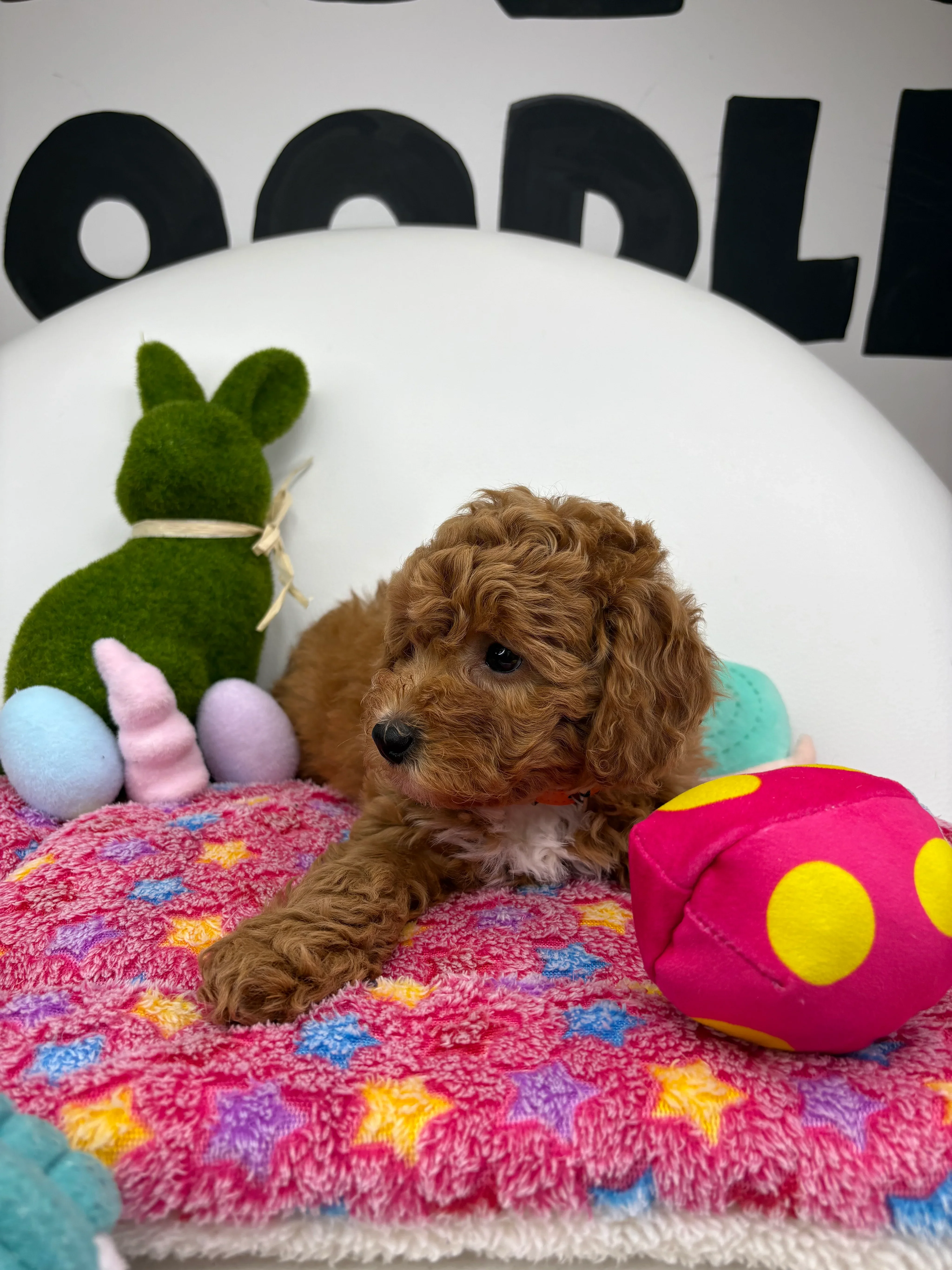 Apricot Female Toy Poodle image 2