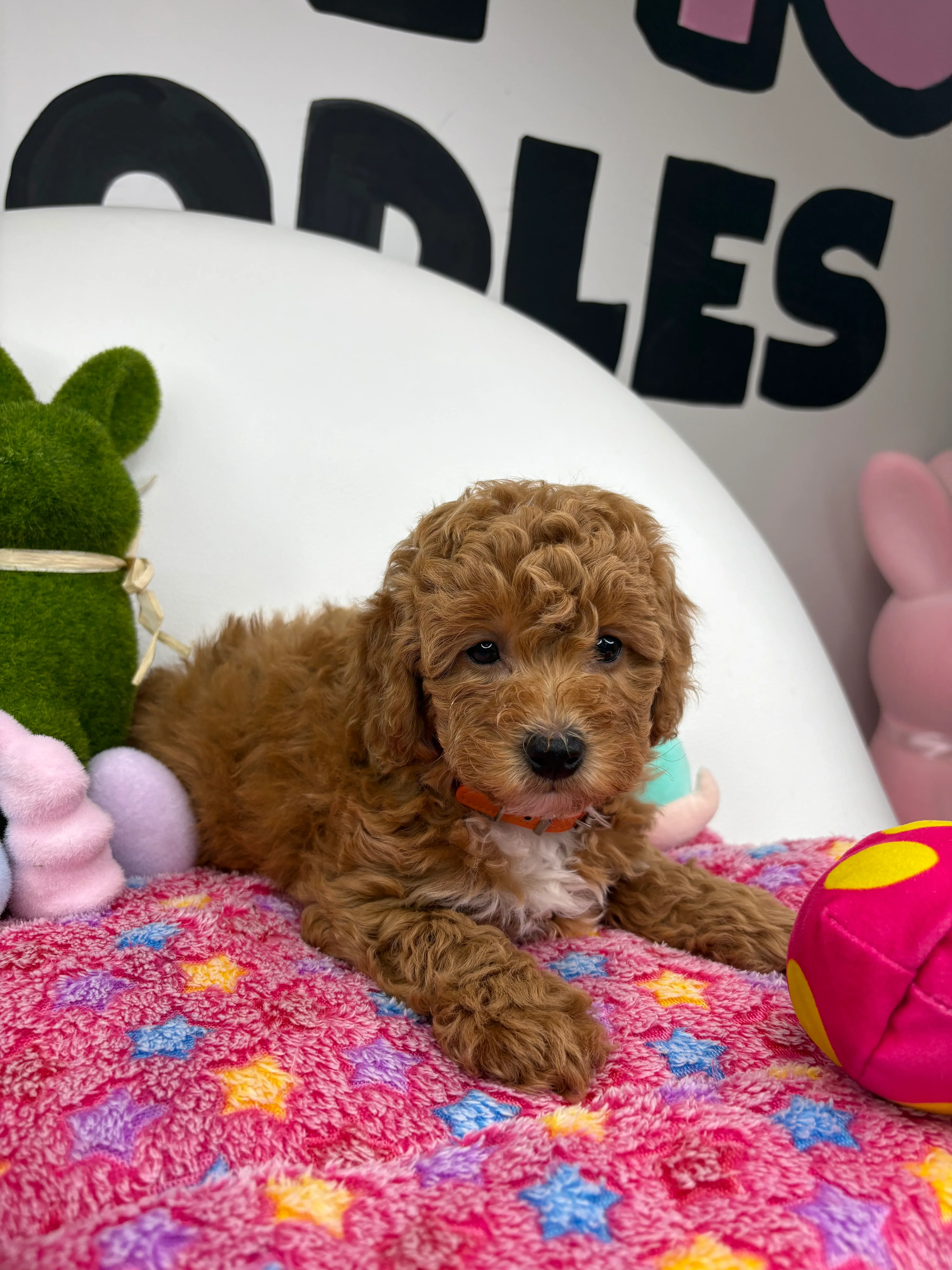 Apricot Female Toy Poodle image 3