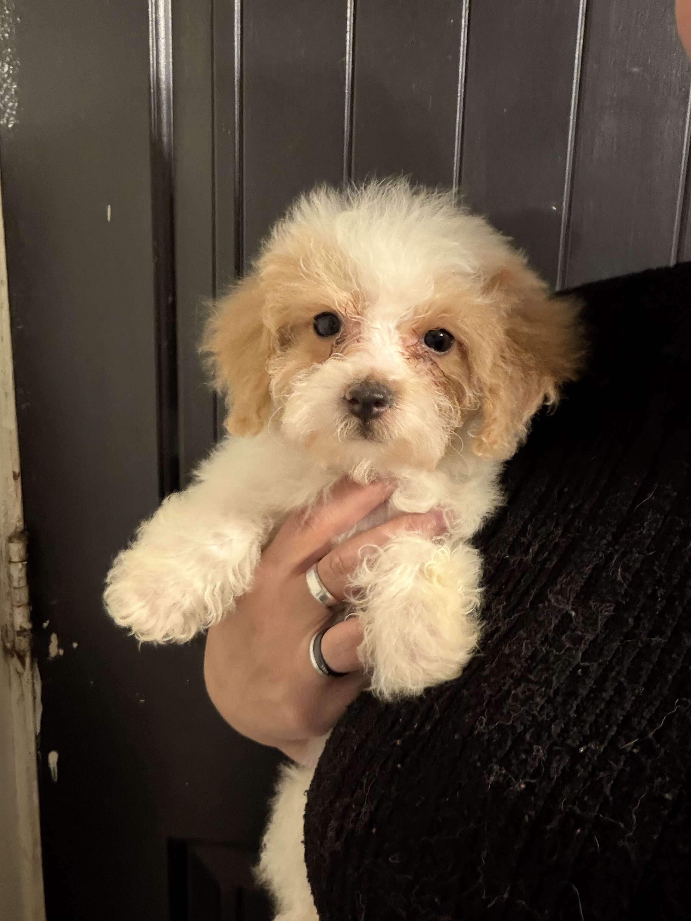 Parti poodle image 1