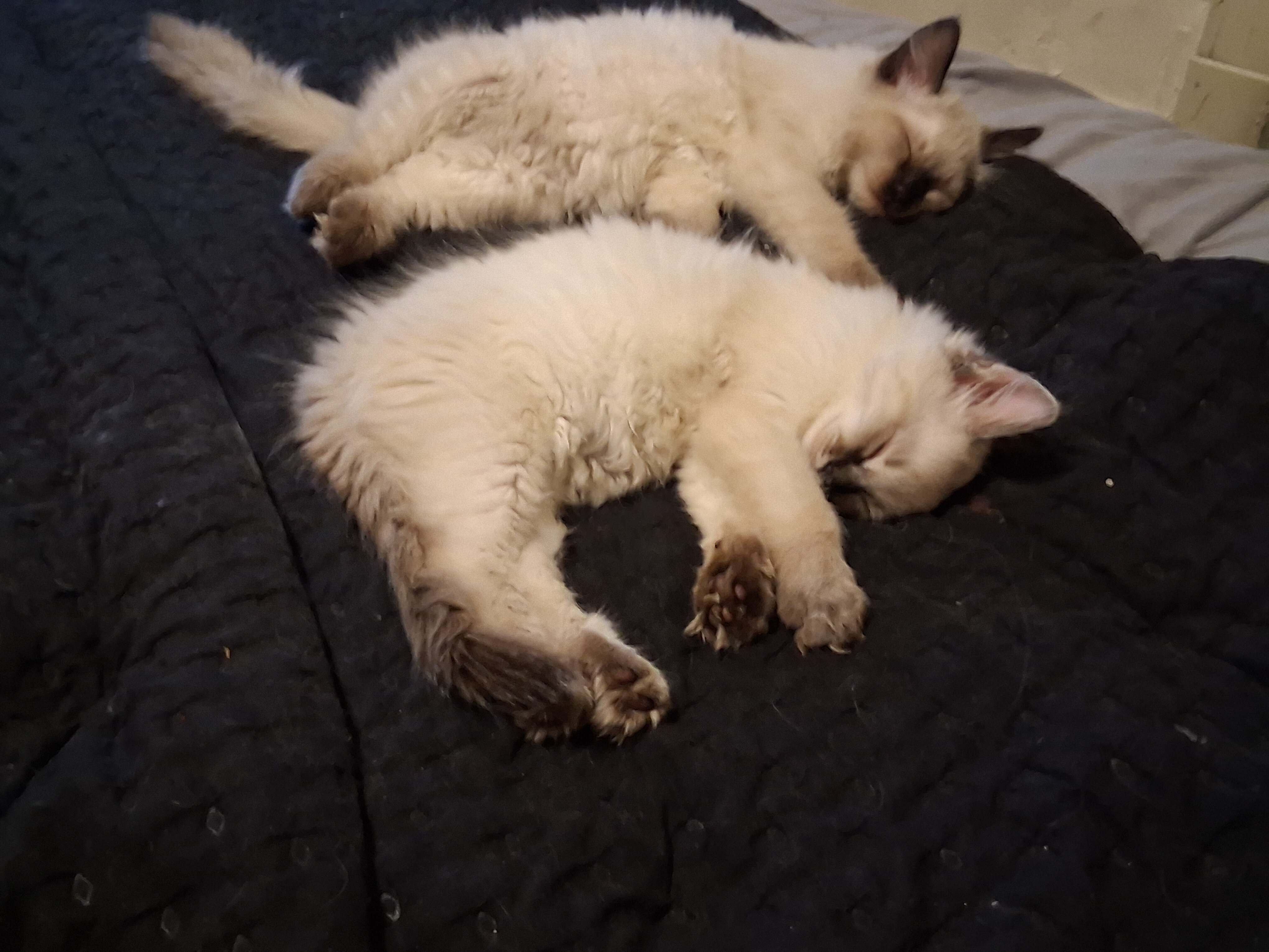 Ragdolls 2 Gorgeous baby females image 1