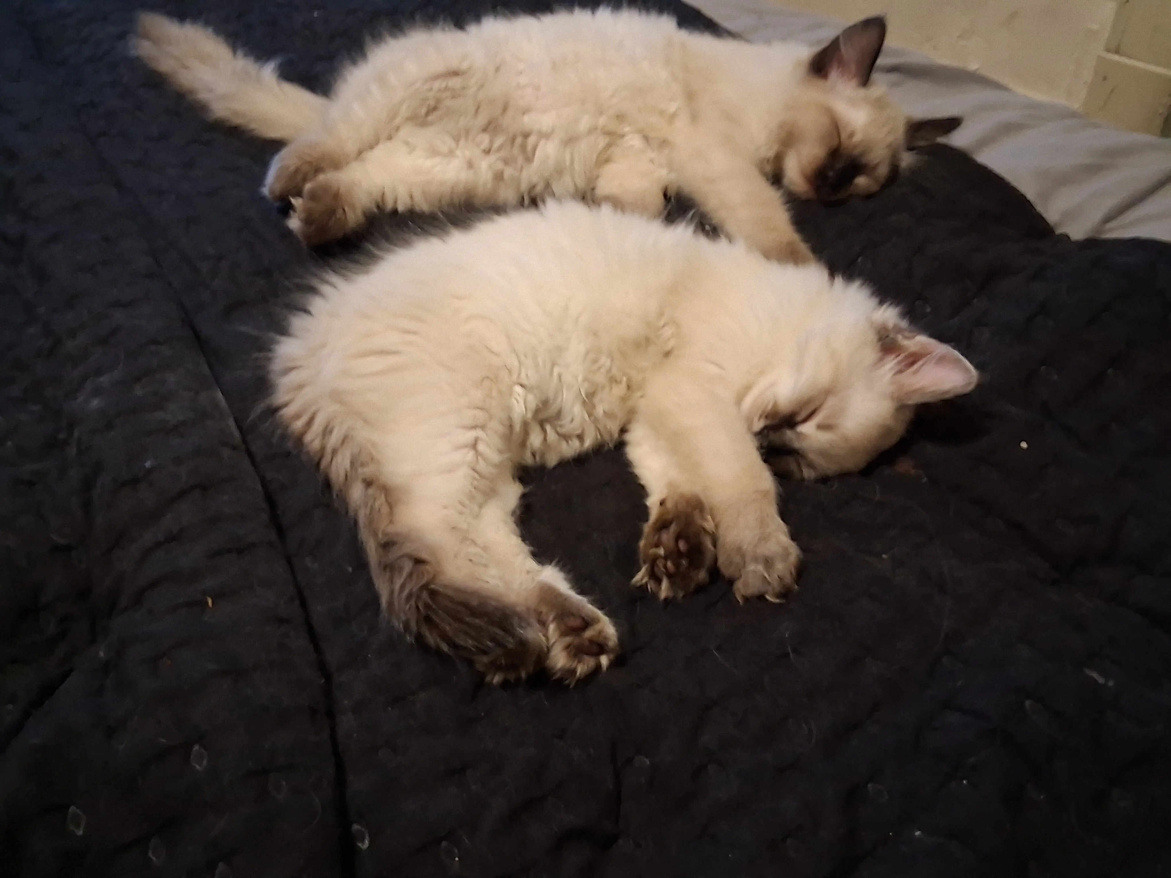 Ragdolls 2 Gorgeous baby females | PetClassifieds.com - petclassifieds