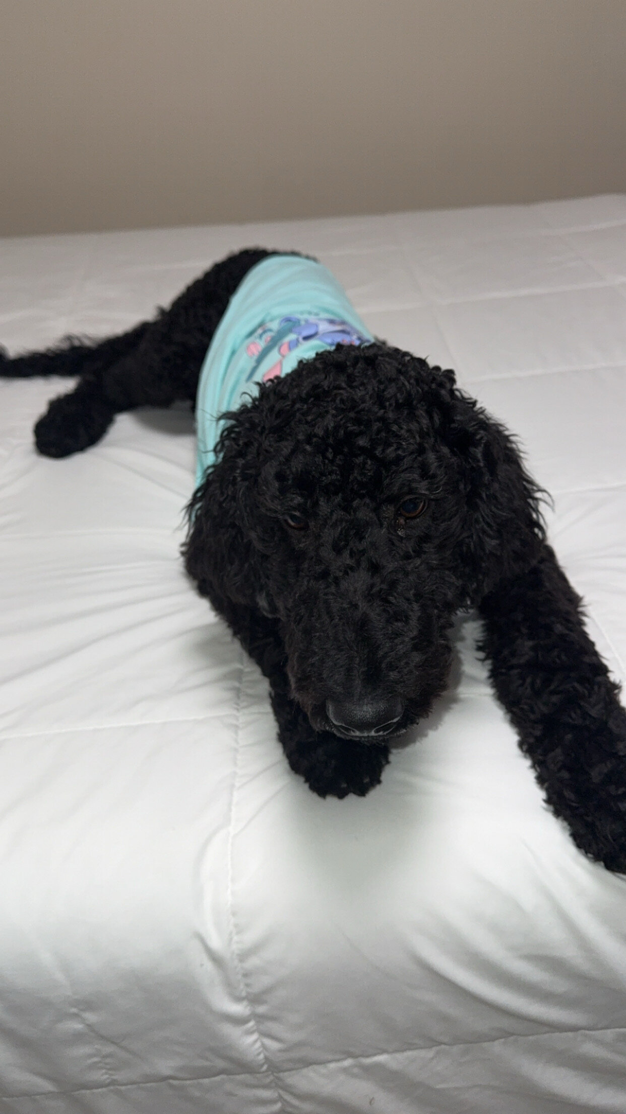 Dog image 3