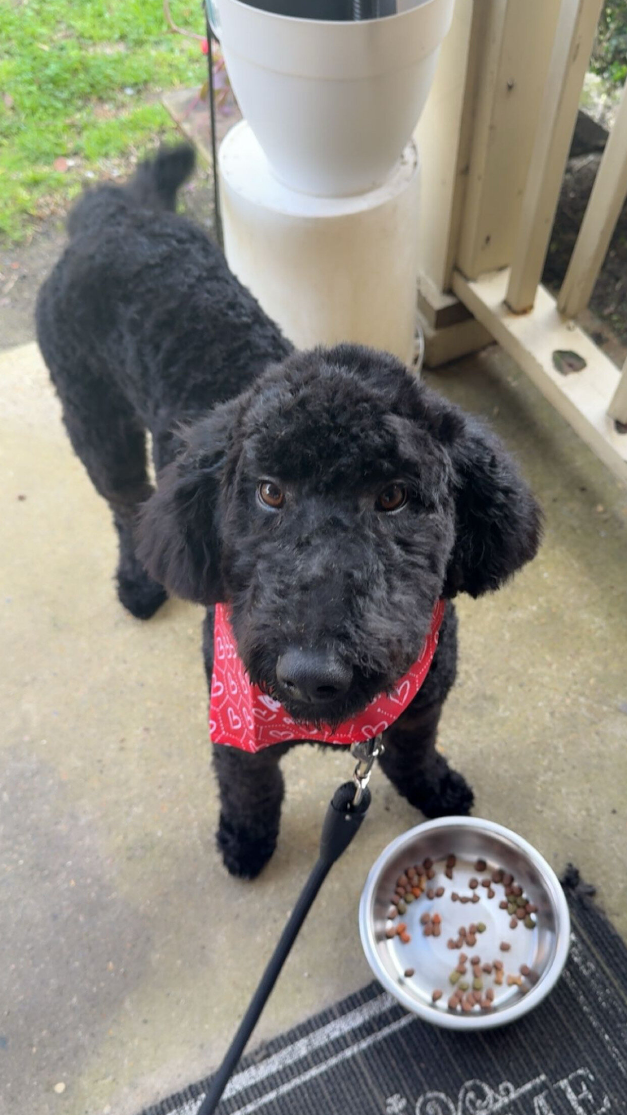 Dog image 2