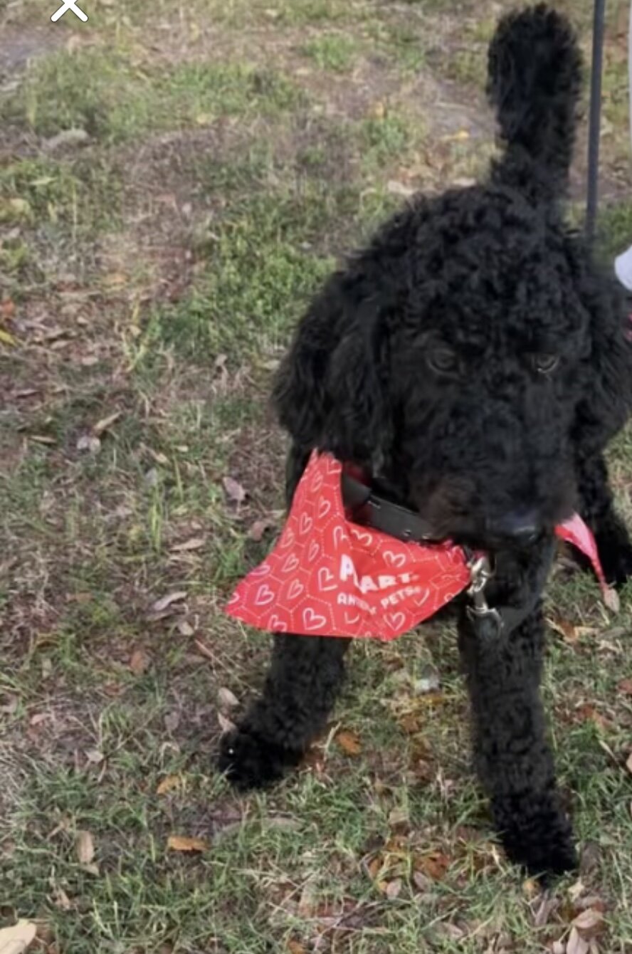 Dog image 1