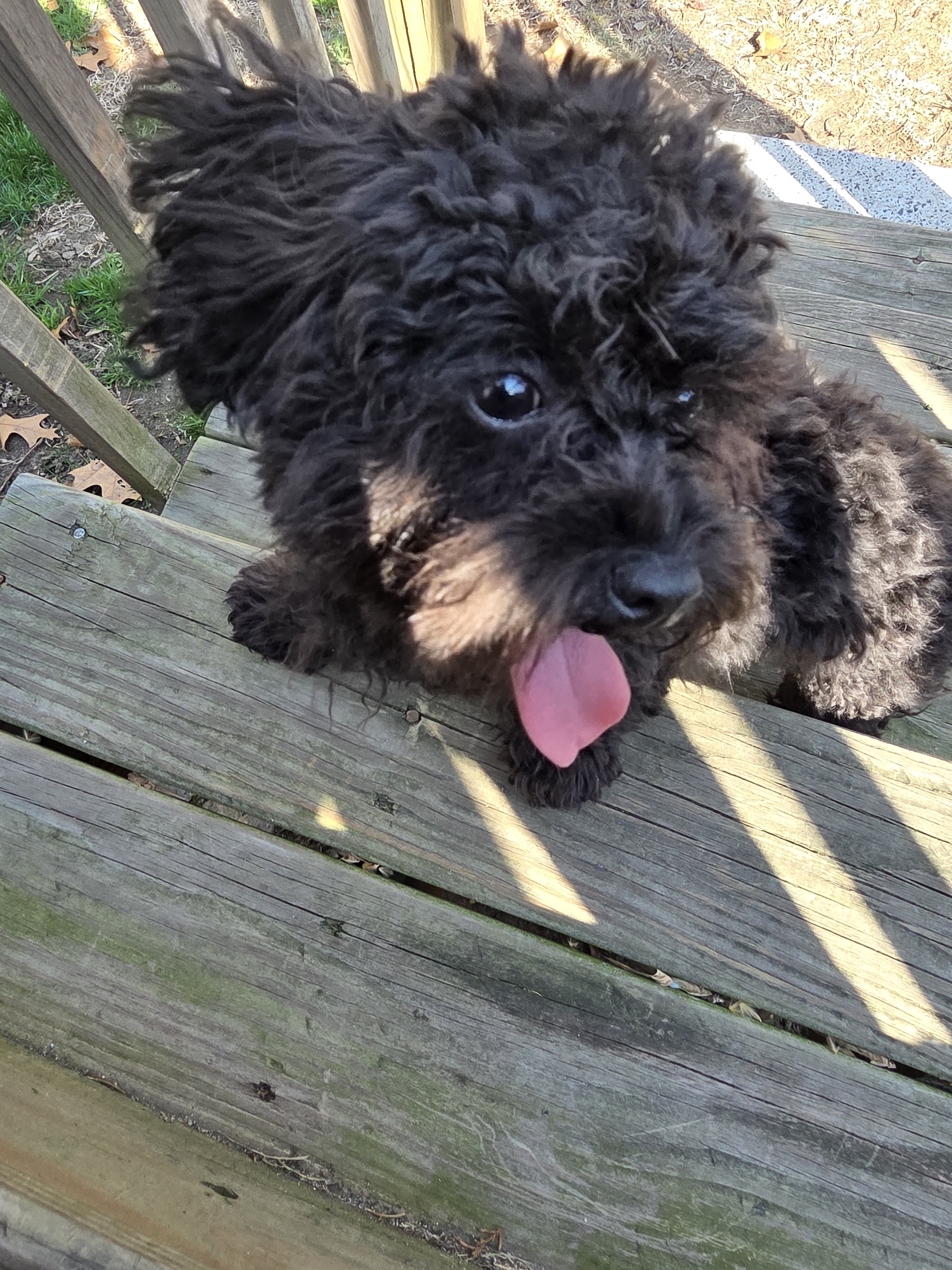 Teacup poodle image 3