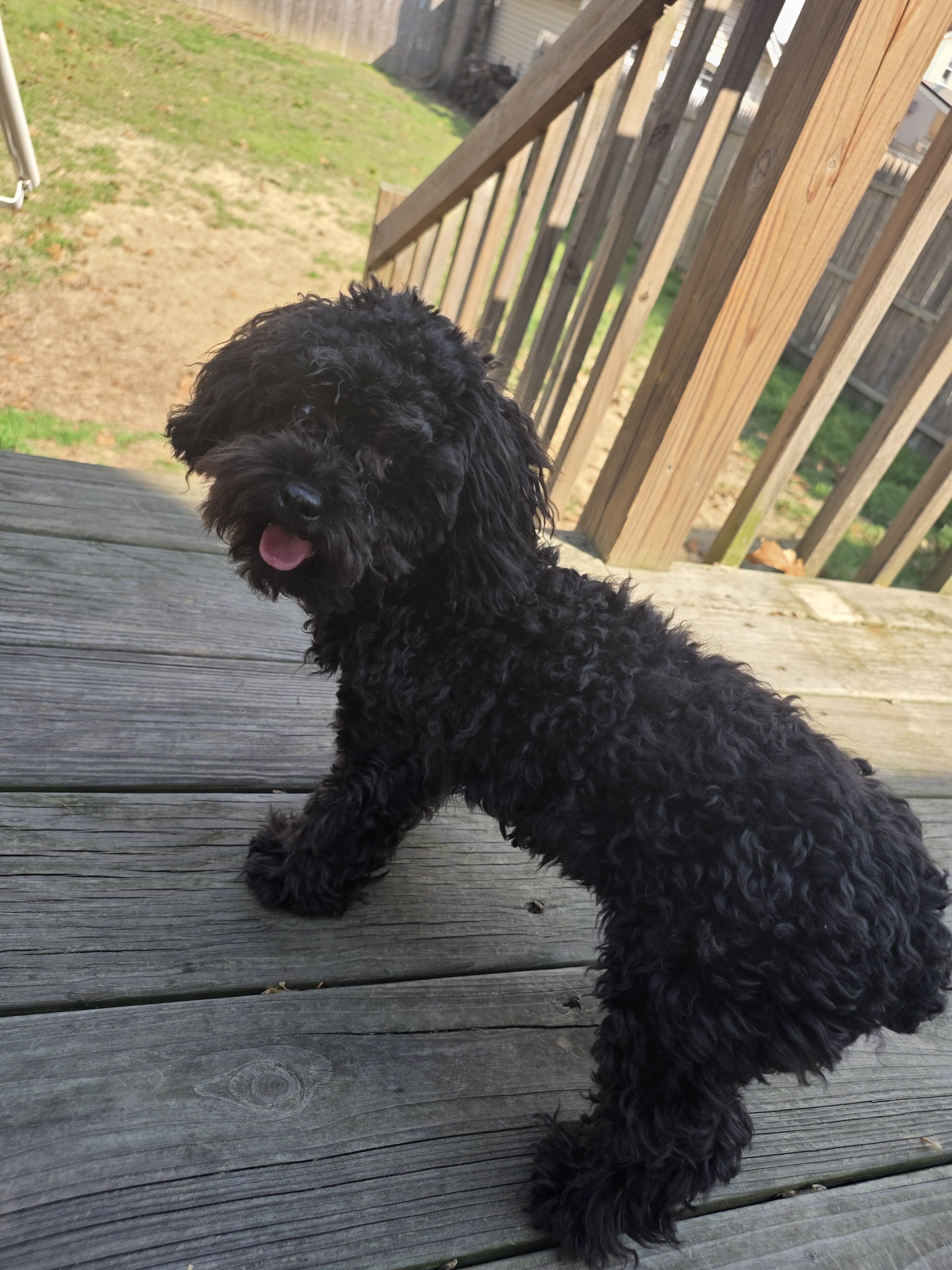 Teacup poodle image 1
