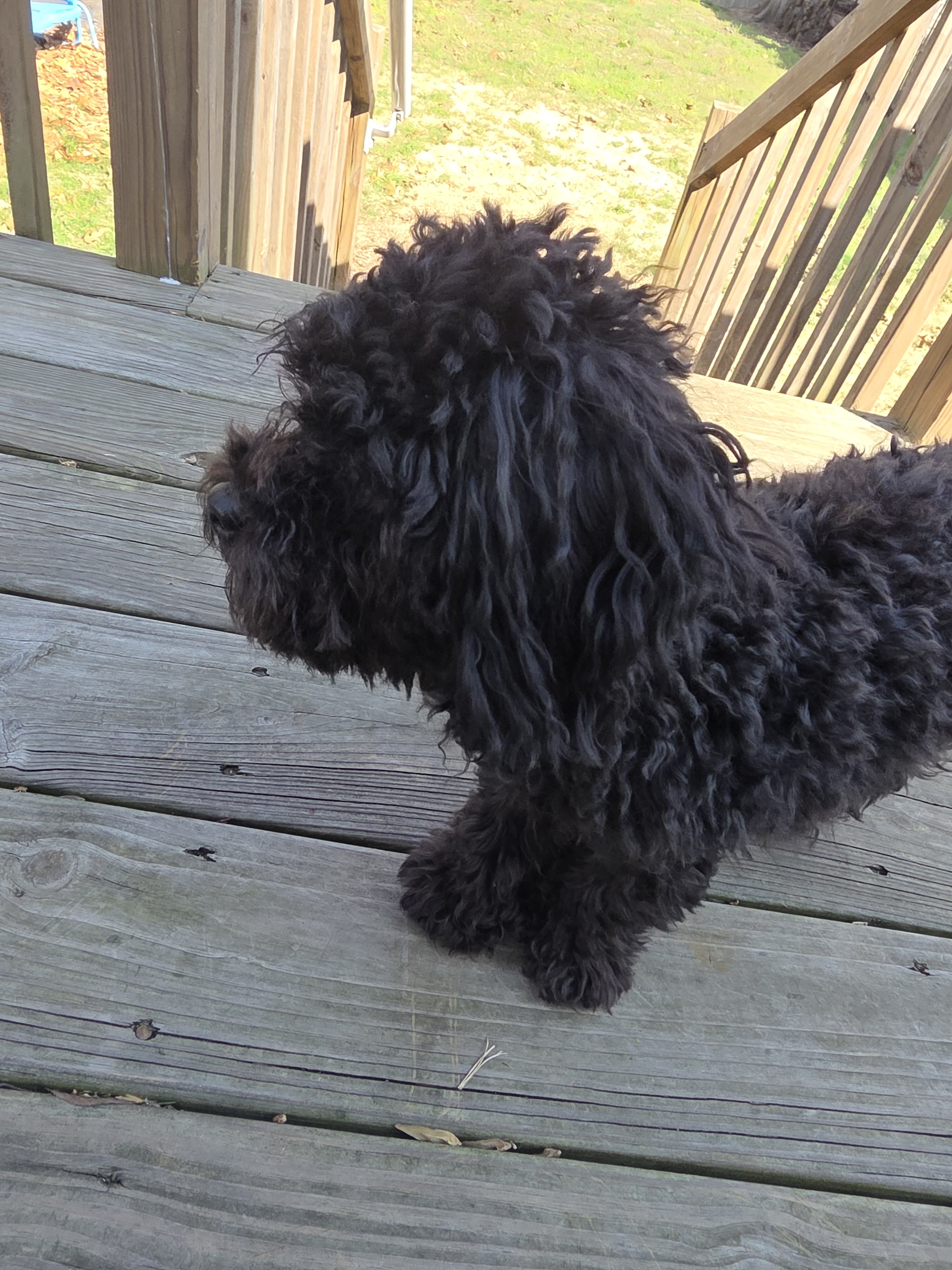 Teacup poodle image 4