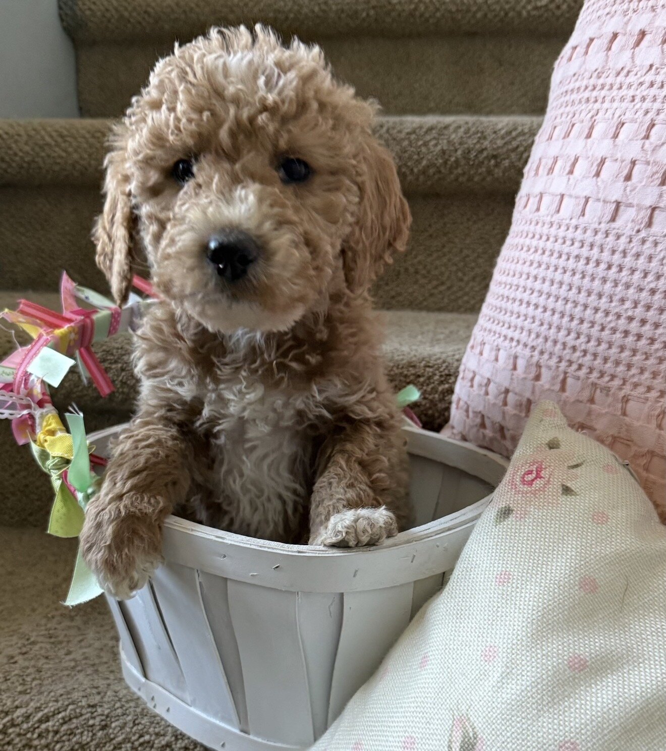 Mini Goldendoodle puppy Max image 1