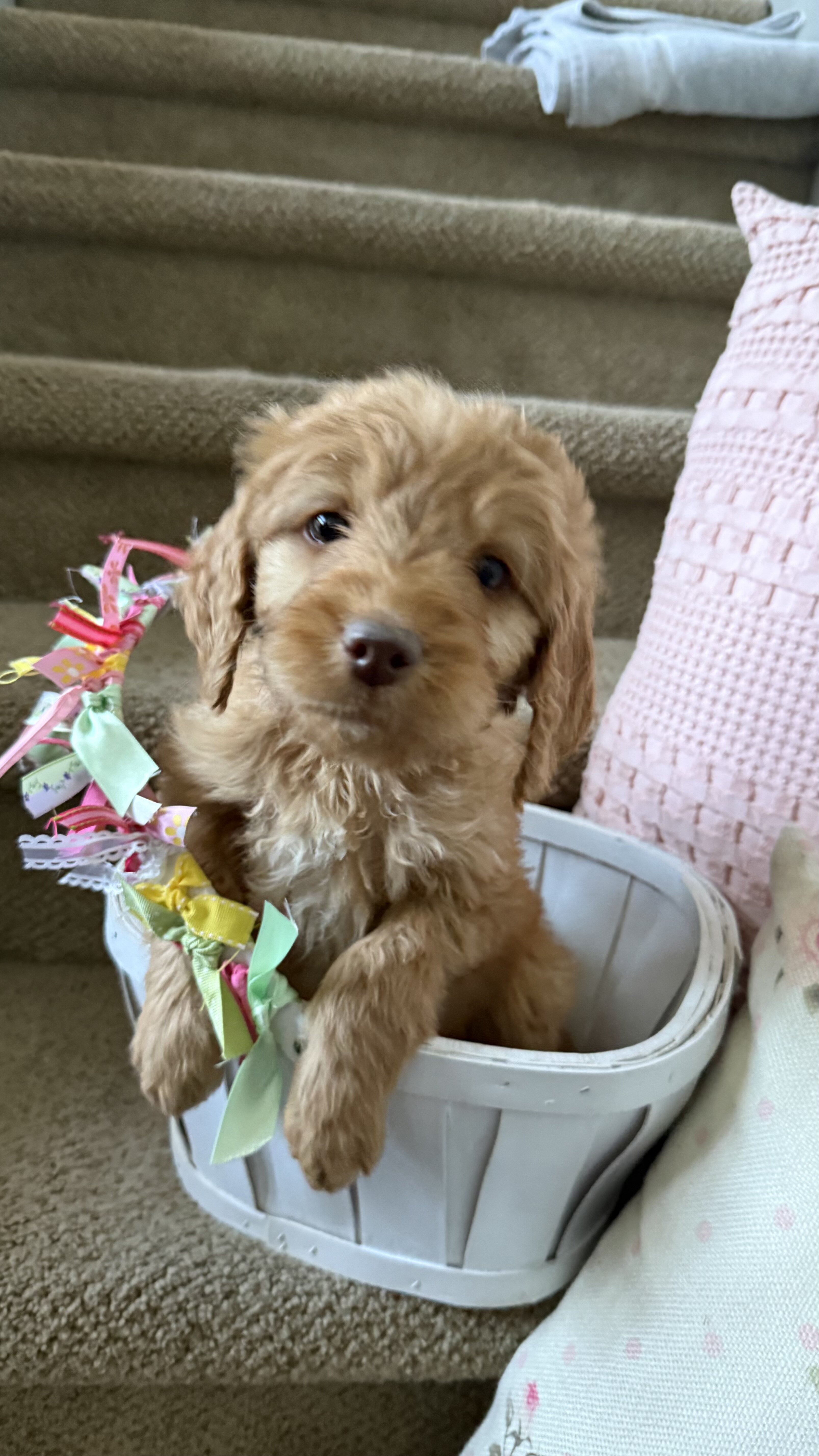 Puppy Miles image 1
