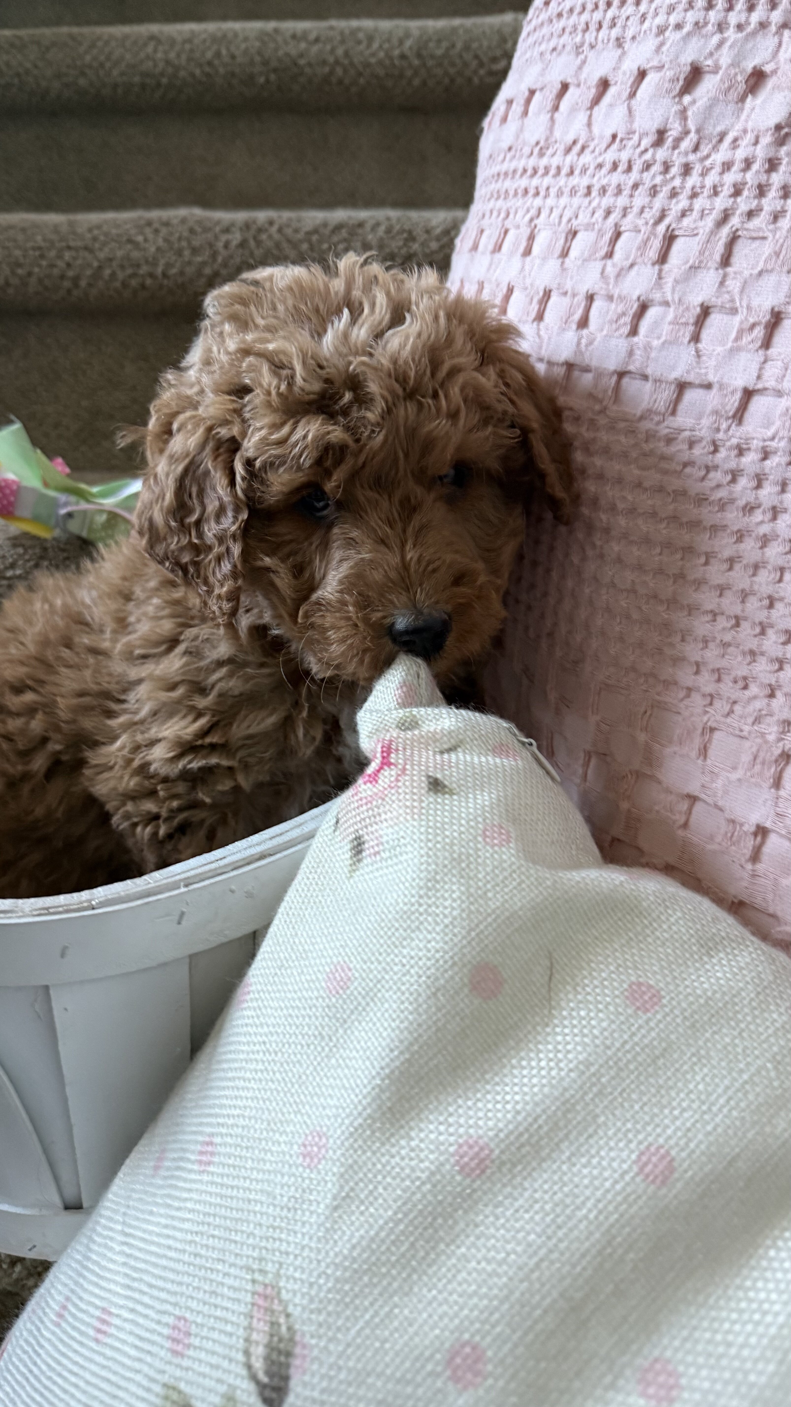 Golden doodle puppy Macie image 1