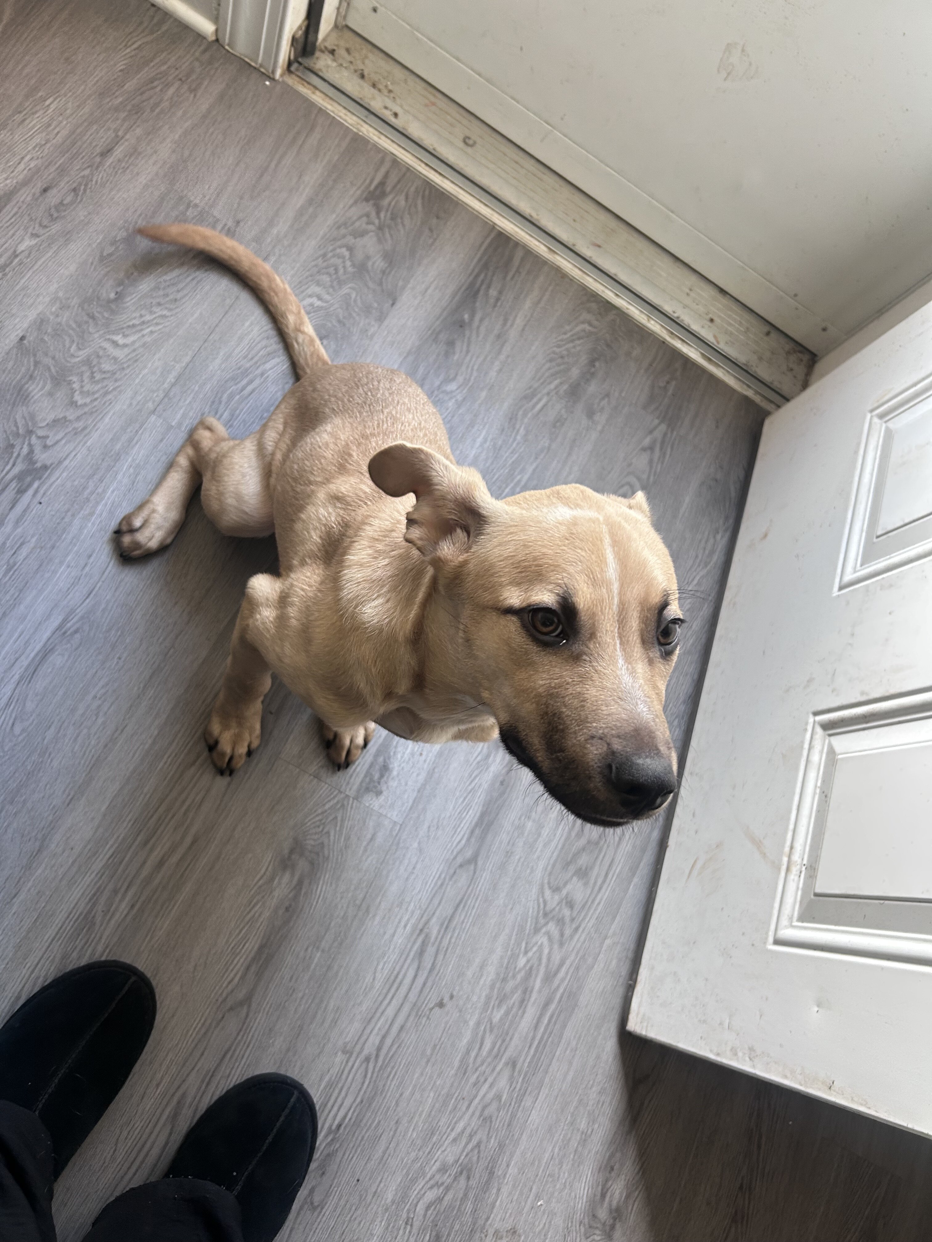 Dog image 3