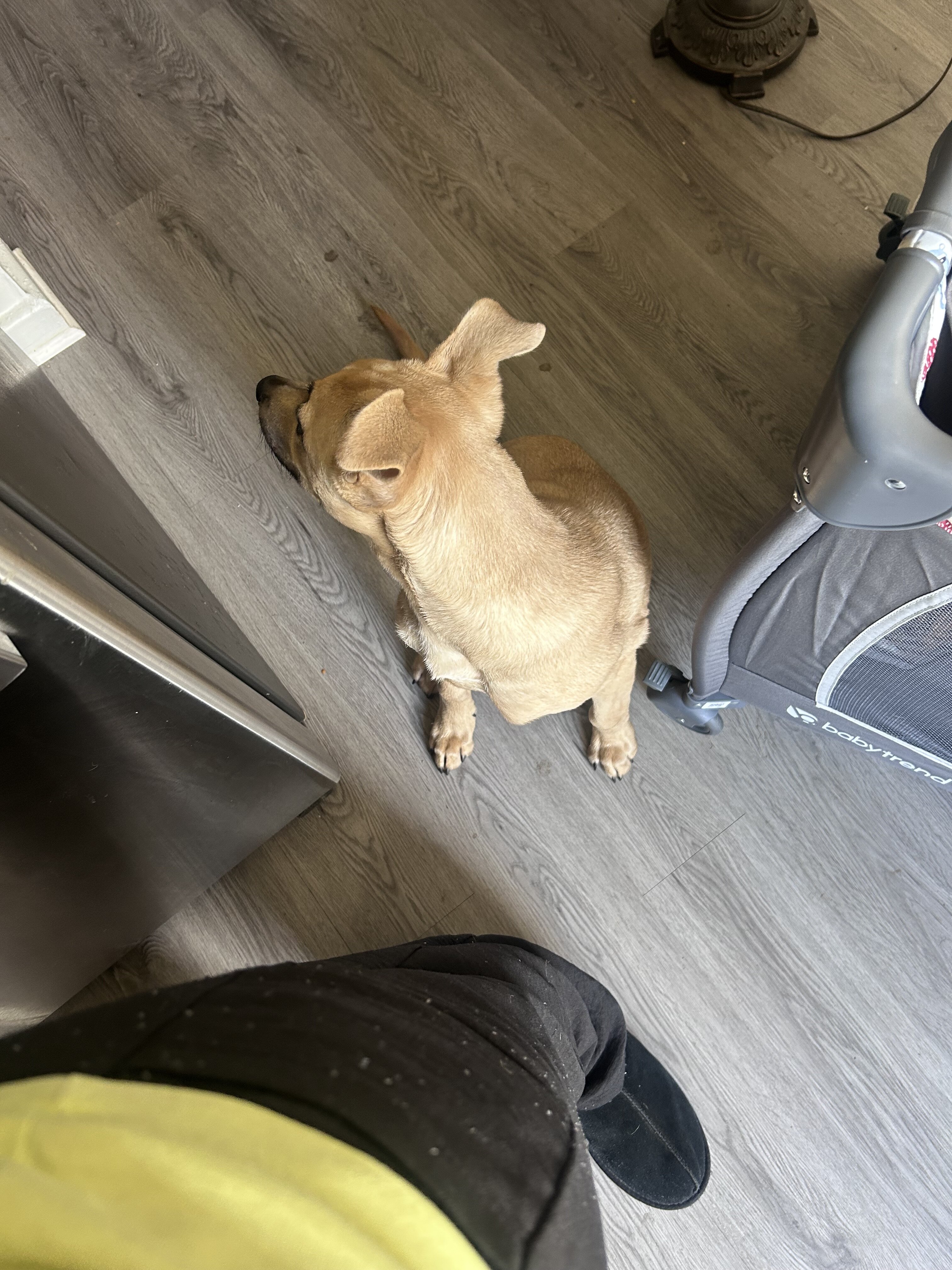 Dog image 1