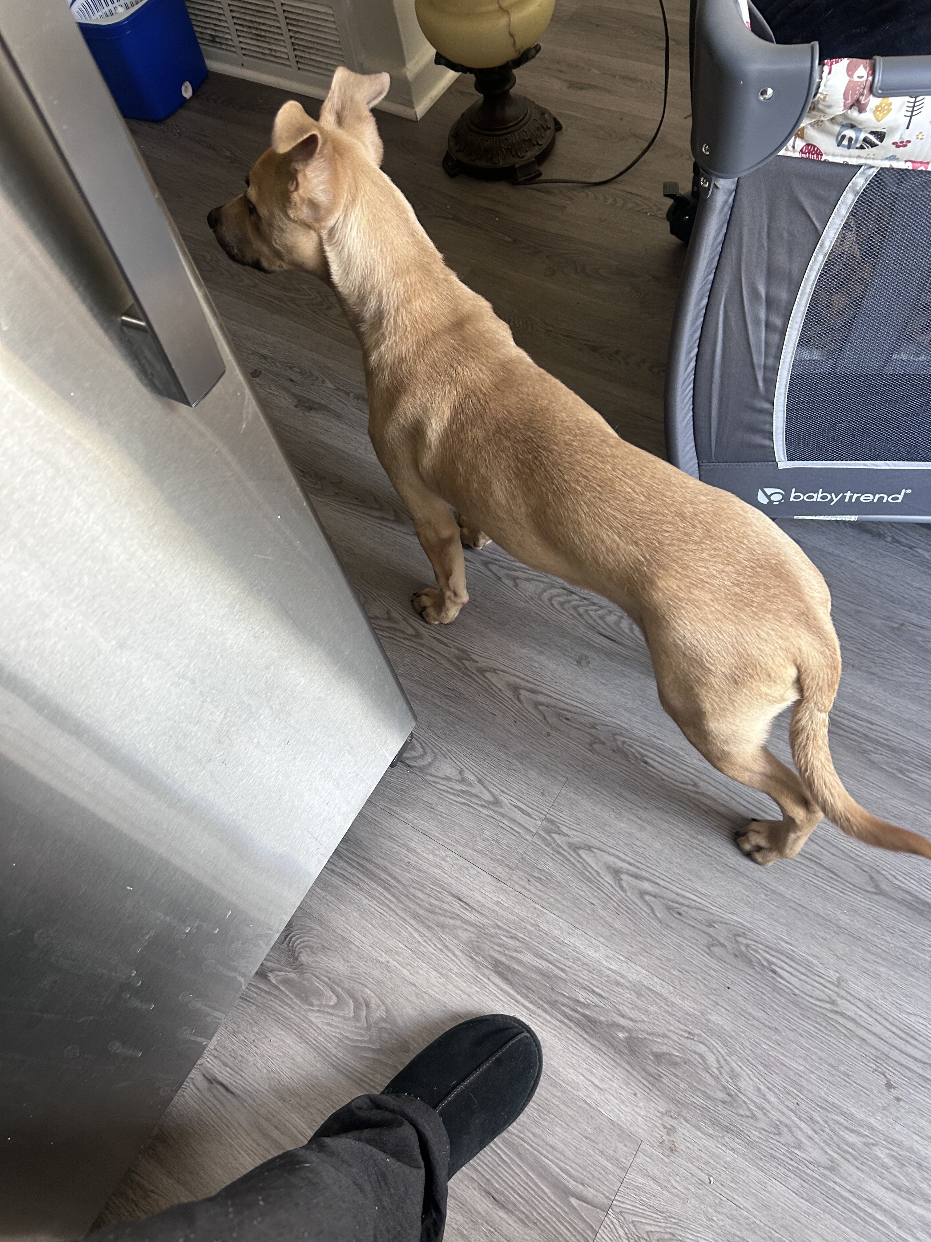 Dog image 2