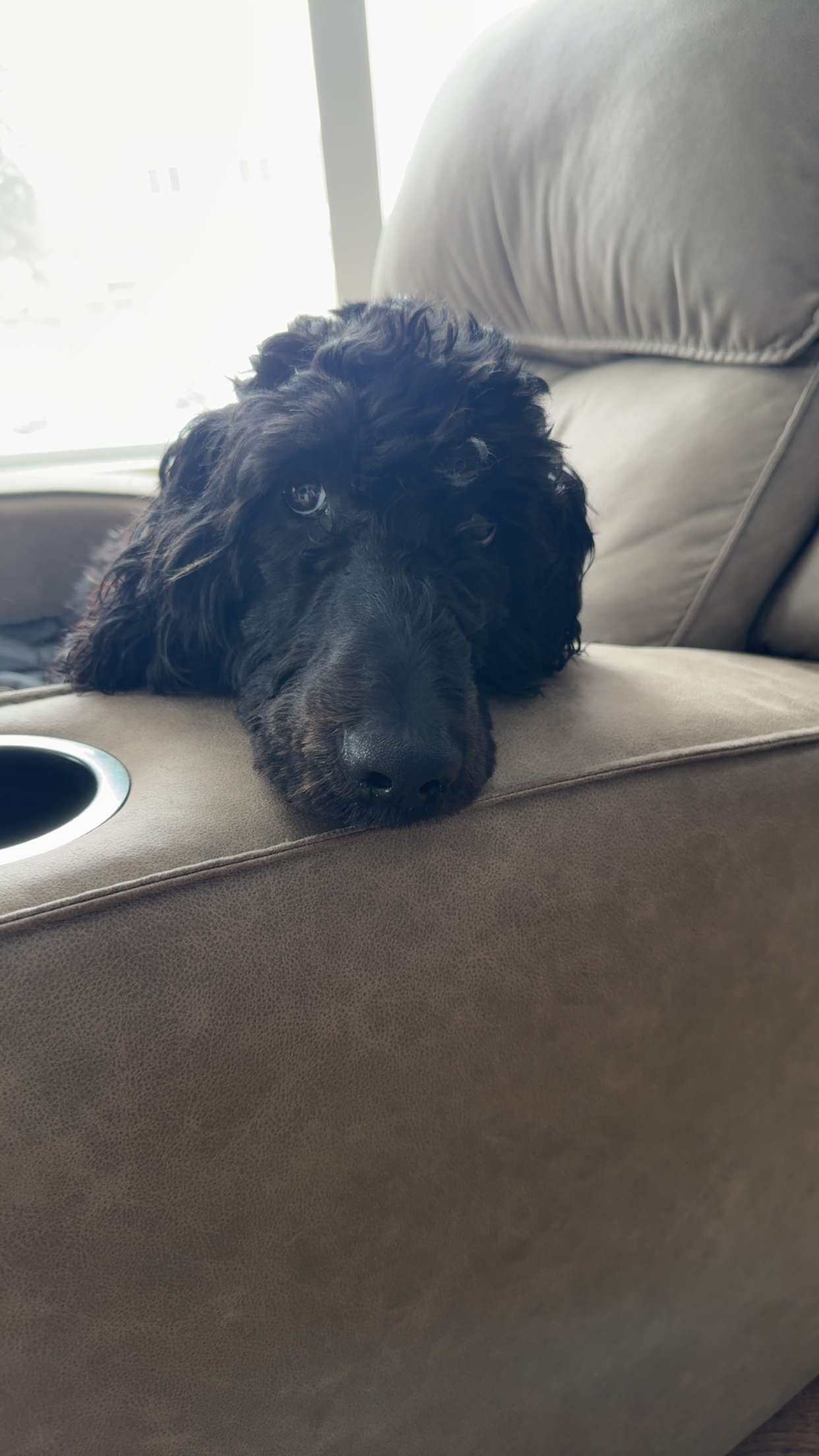 8 month old male Golden Doodle image 4