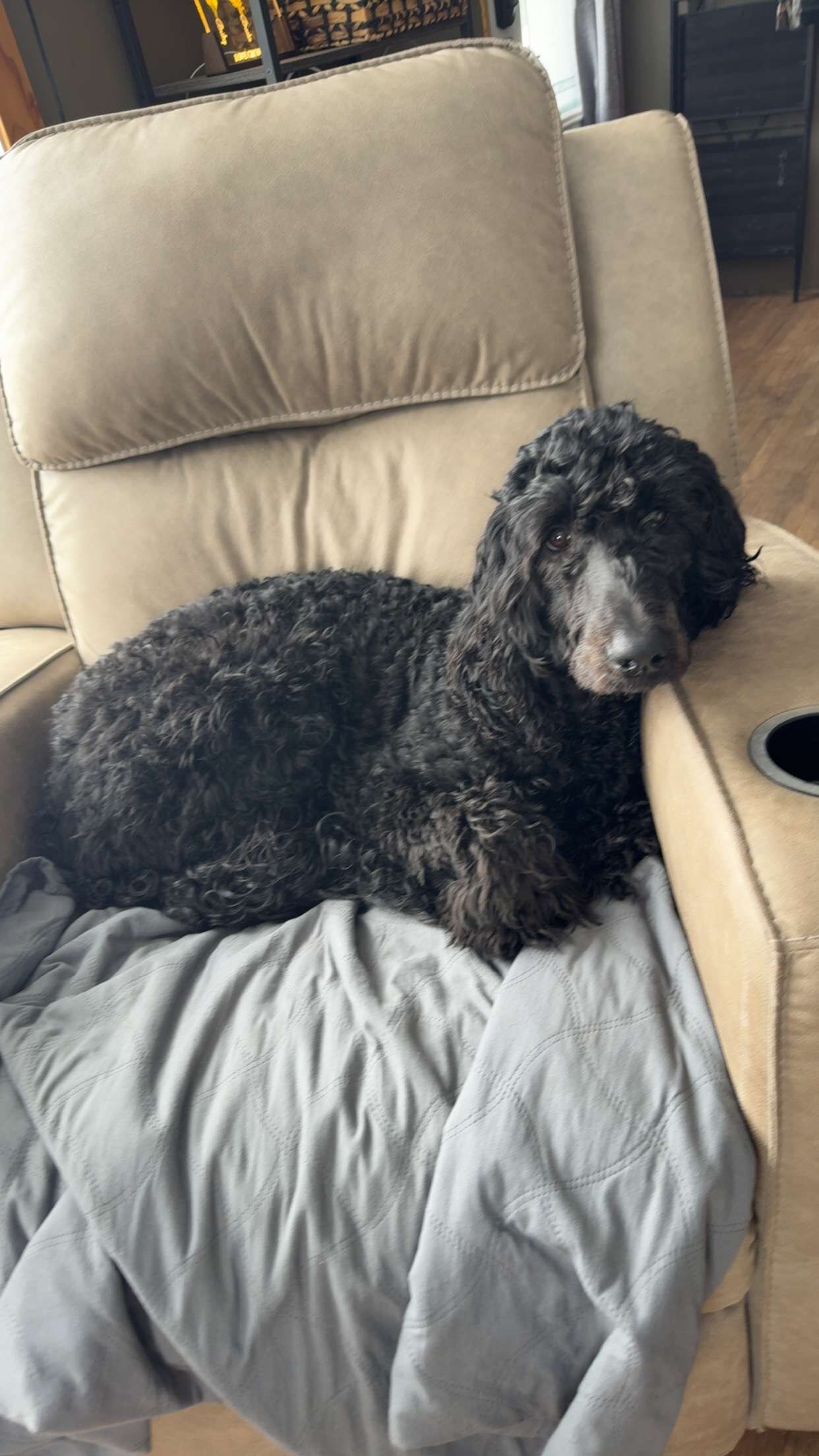 8 month old male Golden Doodle image 5