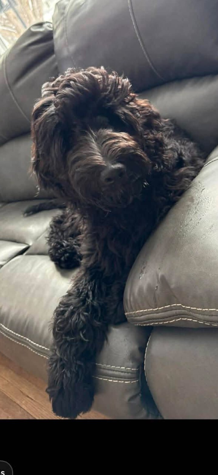 8 month old male Golden Doodle image 2