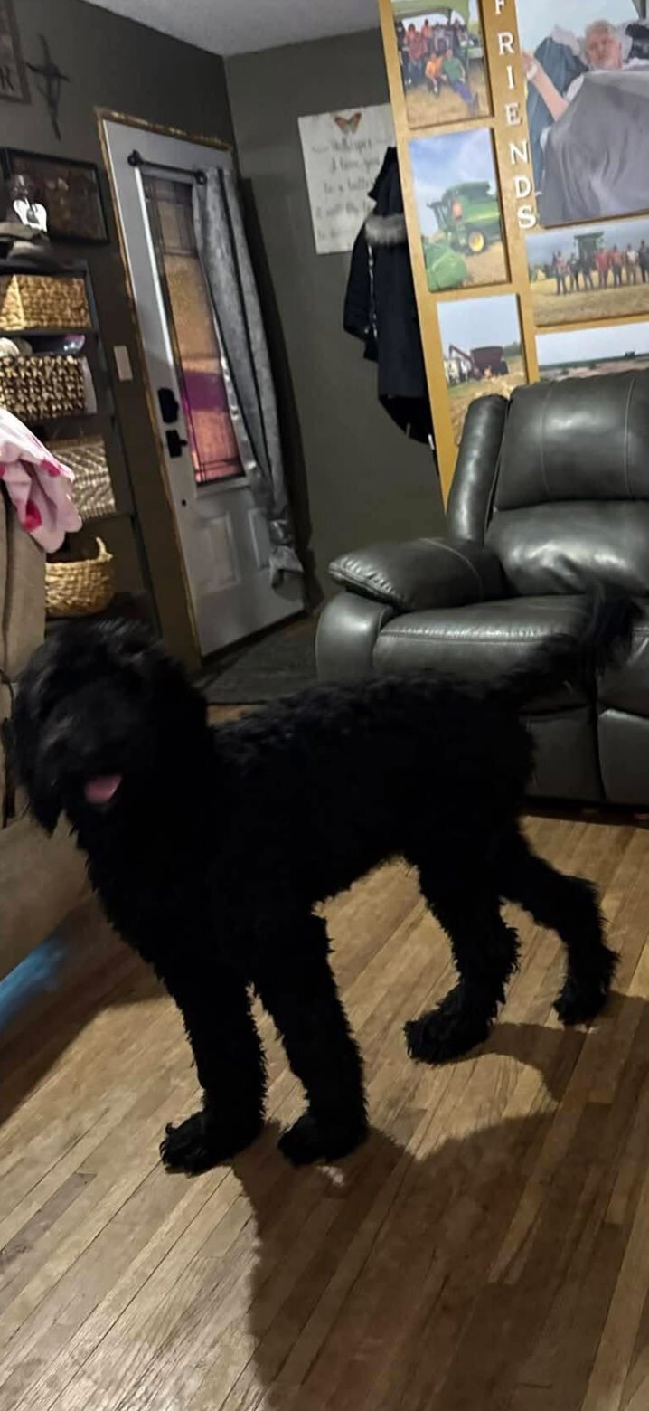 8 month old male Golden Doodle image 1