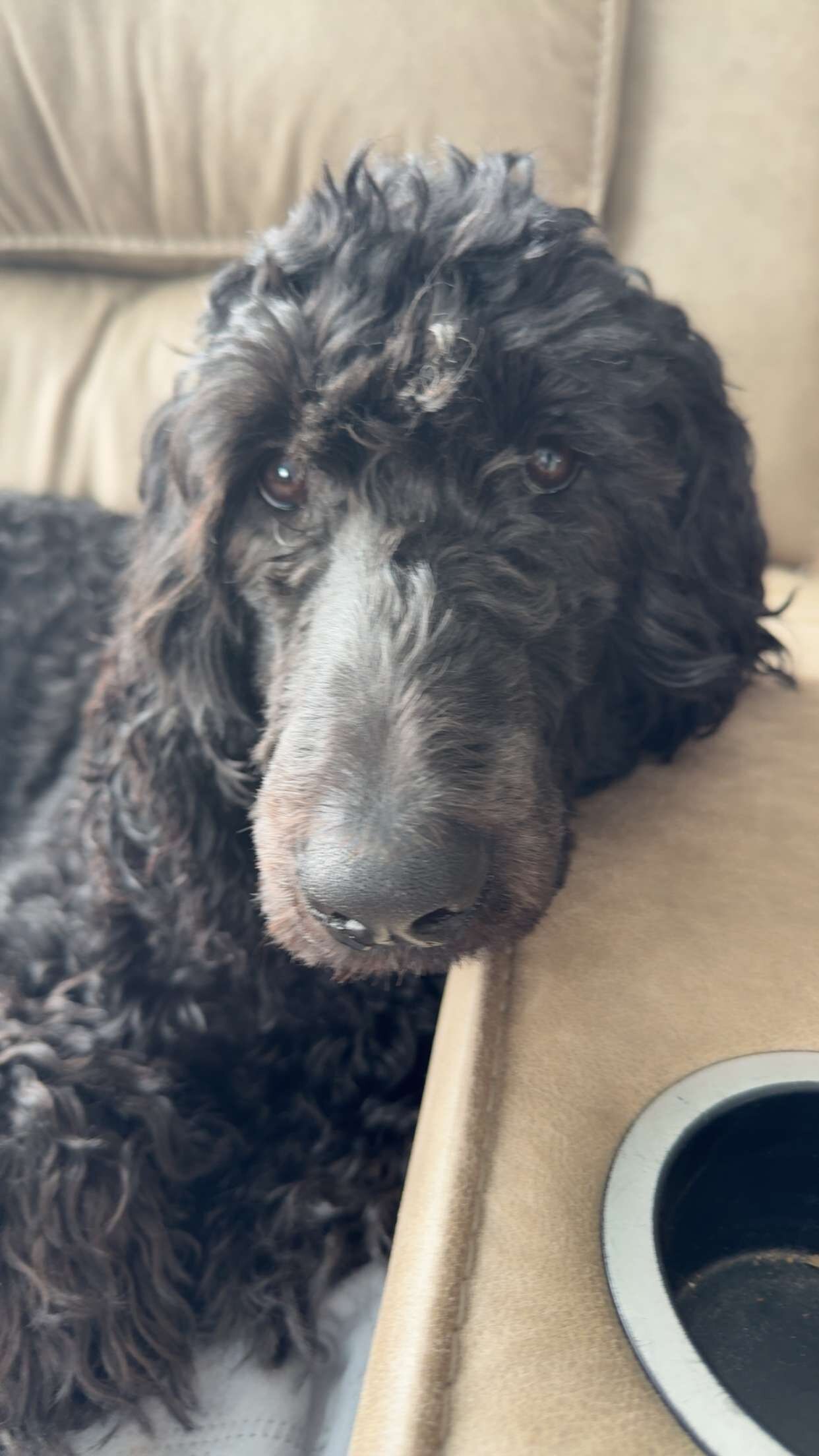 8 month old male Golden Doodle image 3