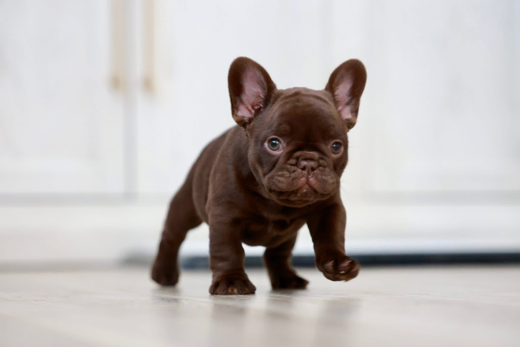 French Bulldog image 1
