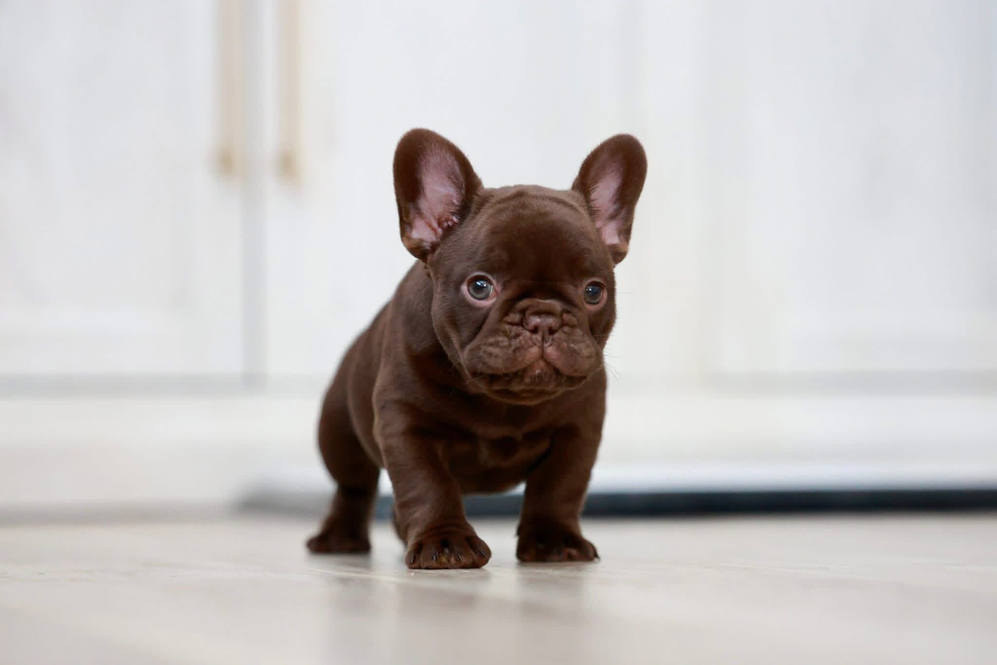 French Bulldog image 2