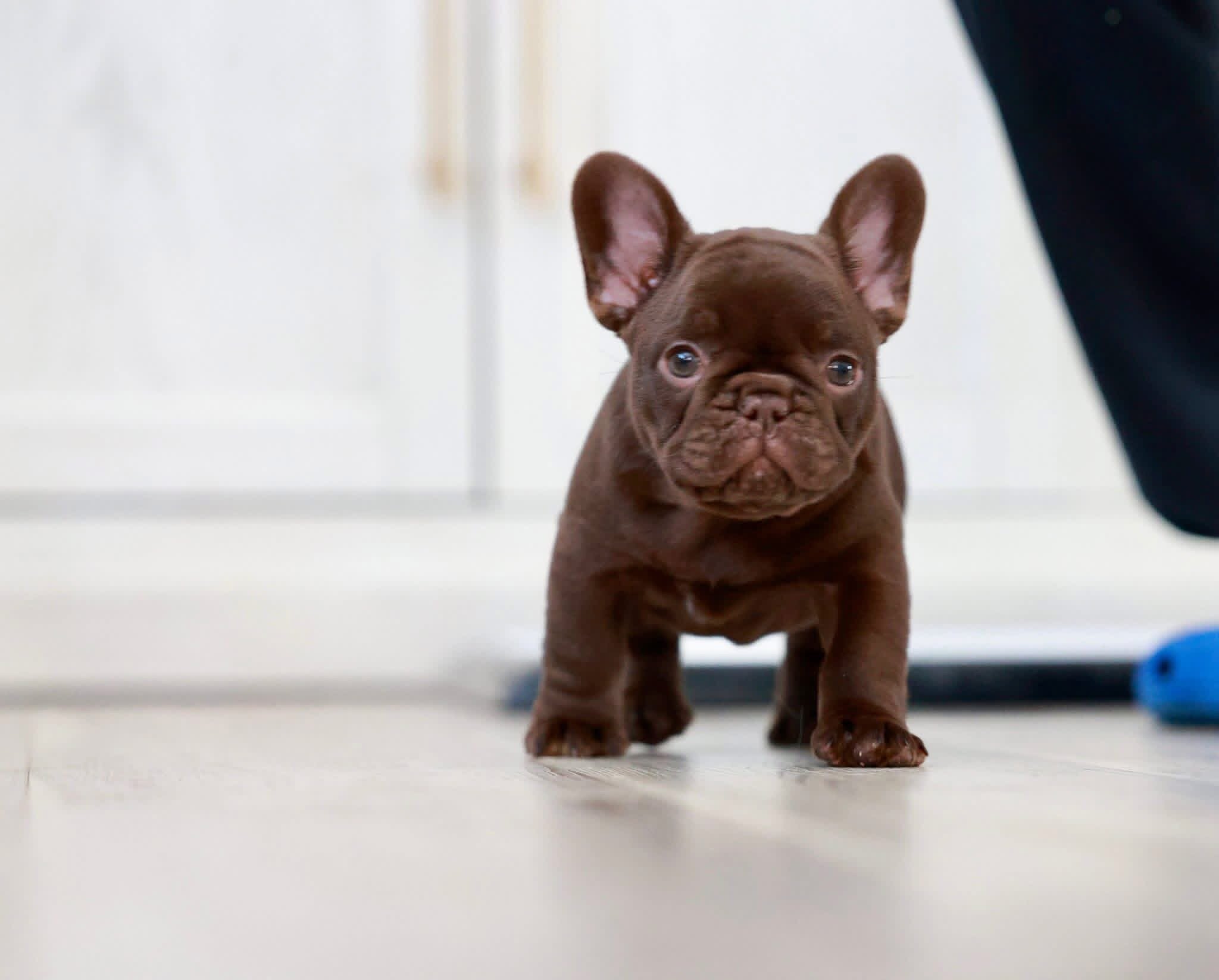 French Bulldog image 3