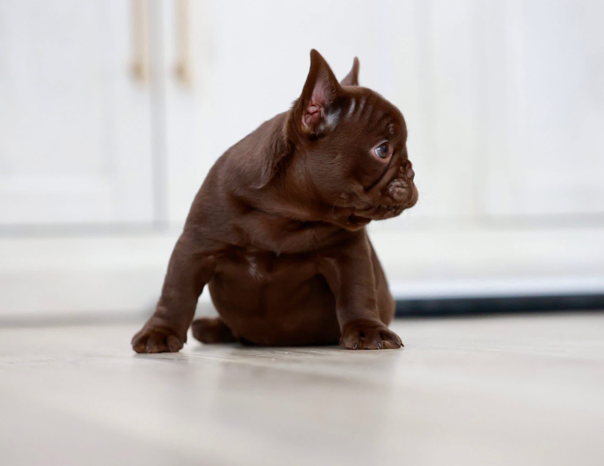 French Bulldog image 4