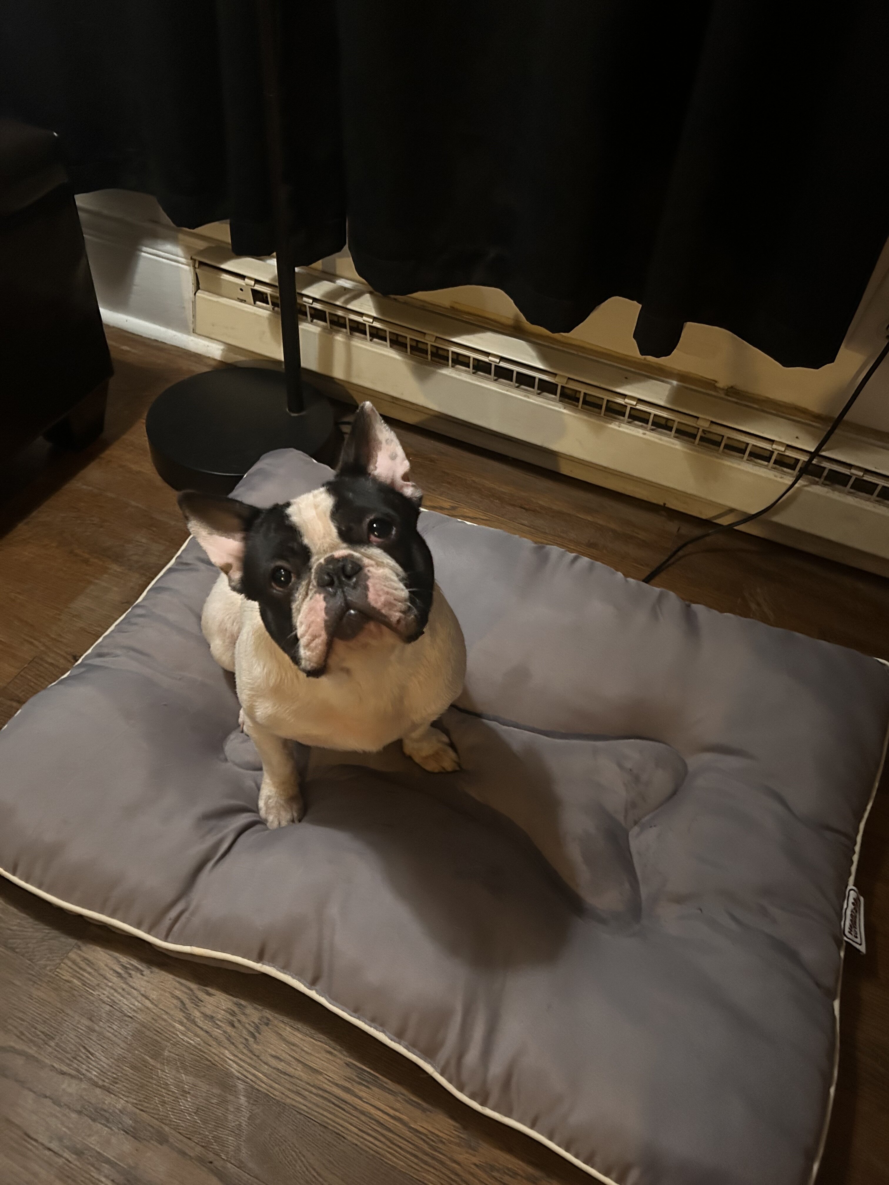 French Bulldog Male image 1