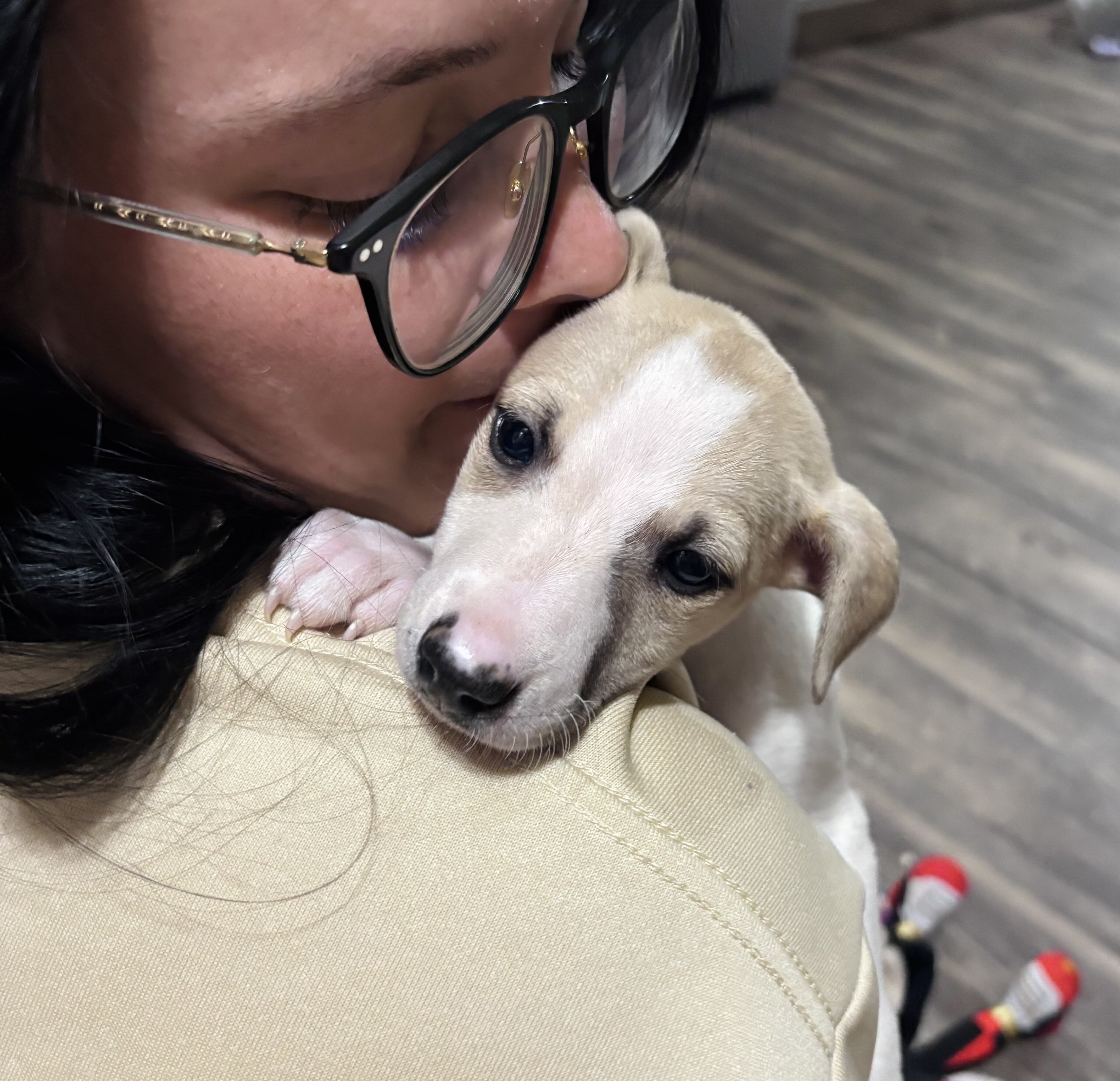 Whippet Puppy Ready for Home image 4