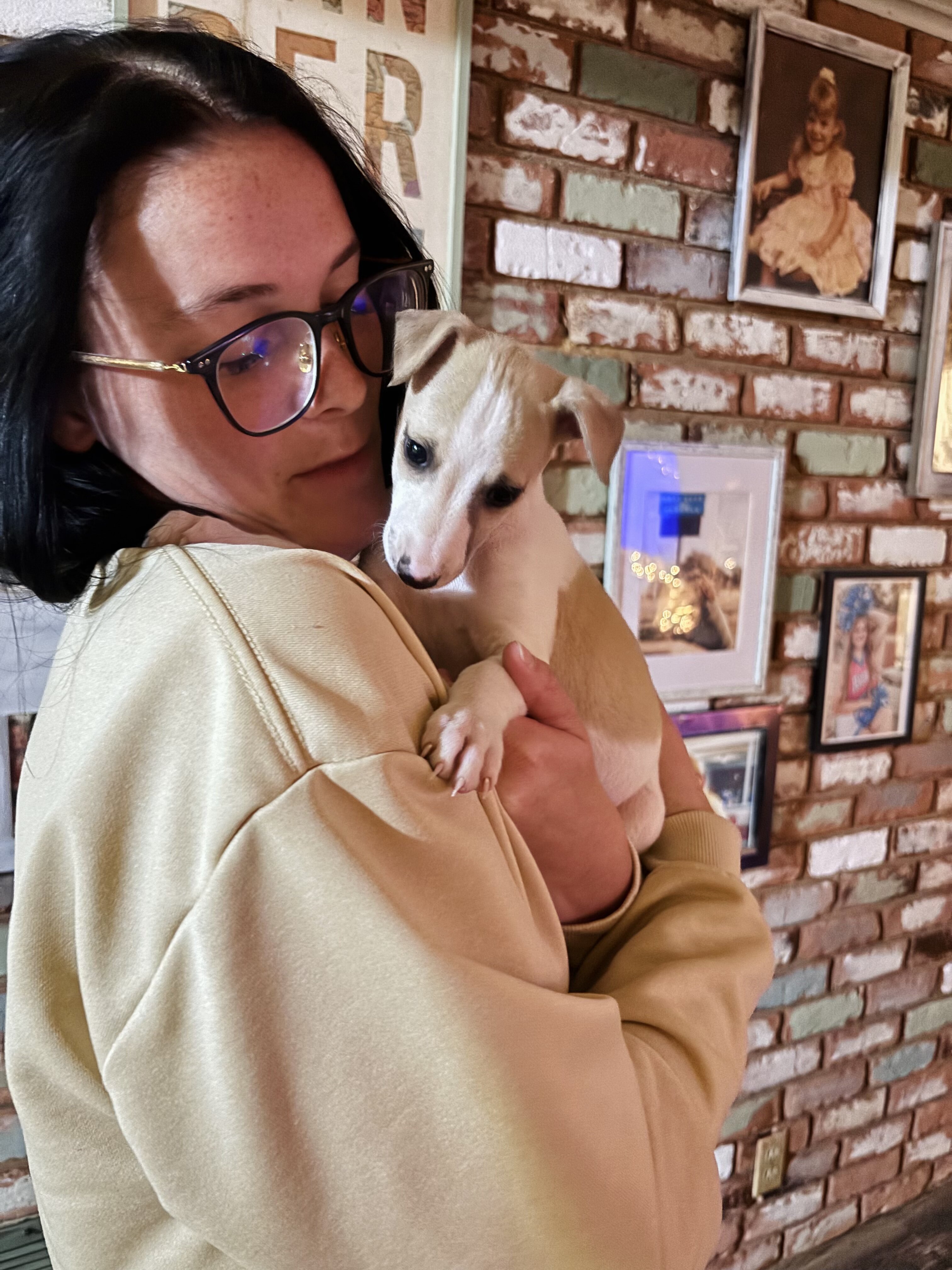 Whippet Puppy Ready for Home image 2