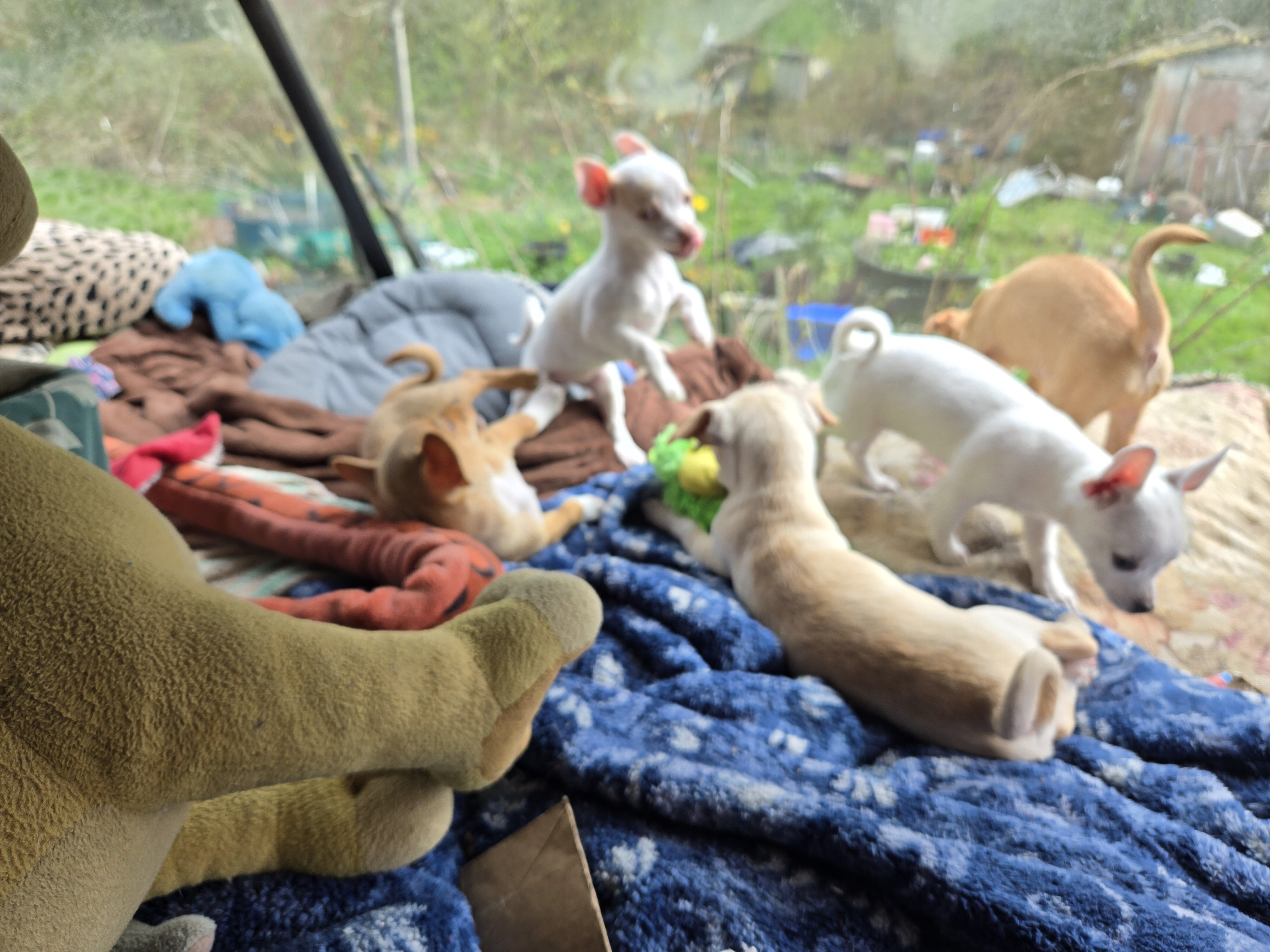 Chihuahua puppies image 3