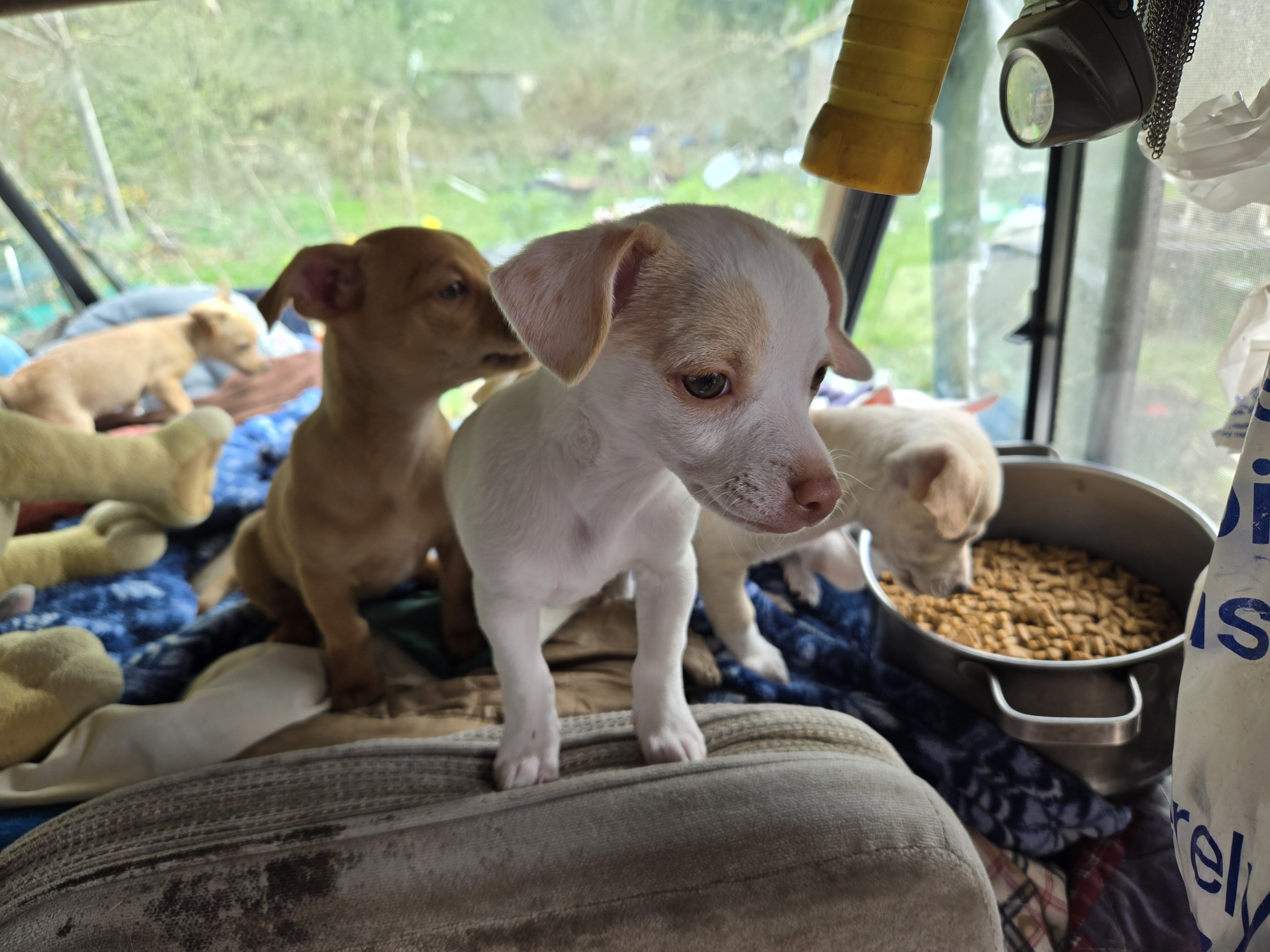 Chihuahua puppies image 2