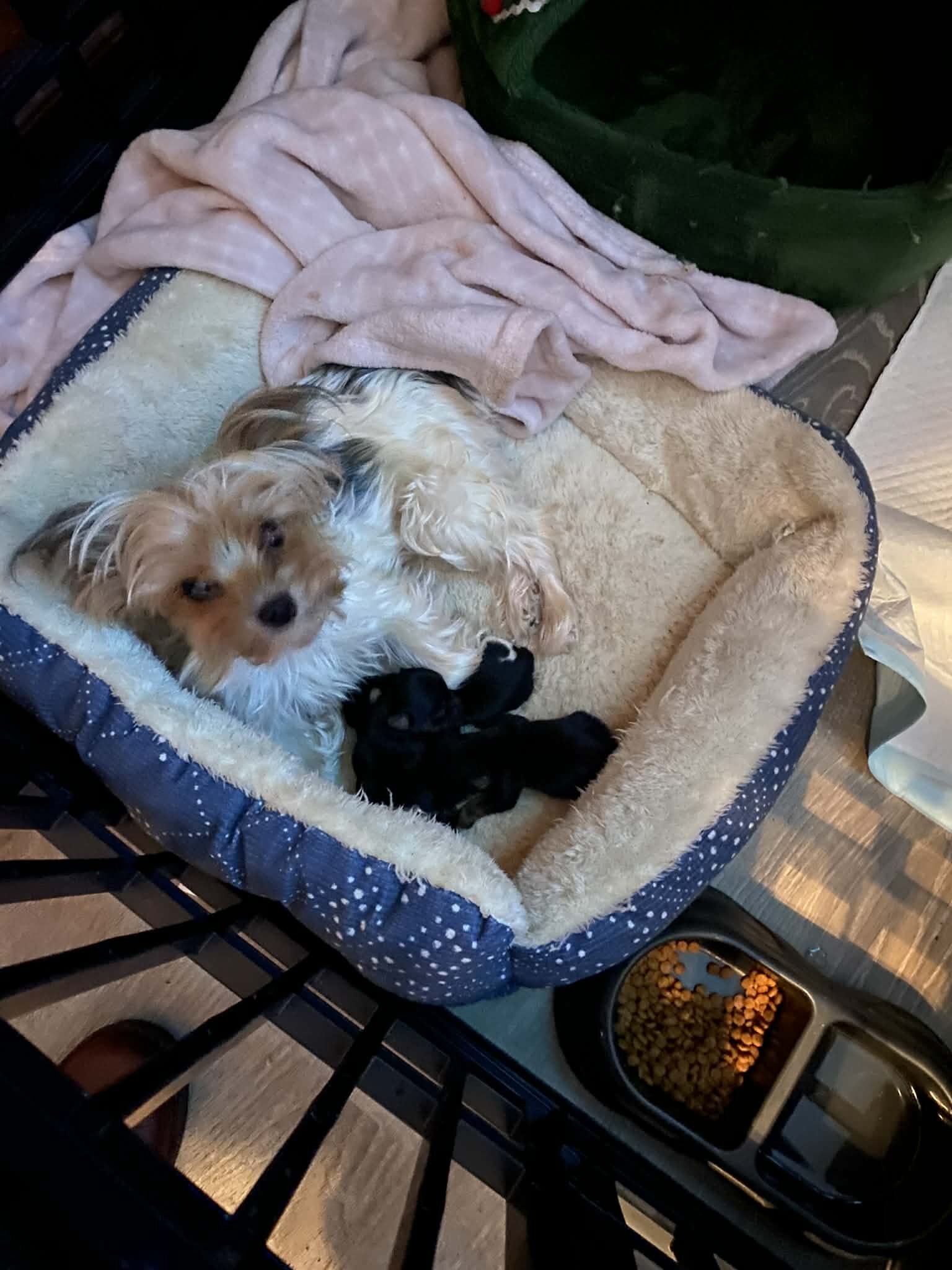 Yorkie puppies image 3
