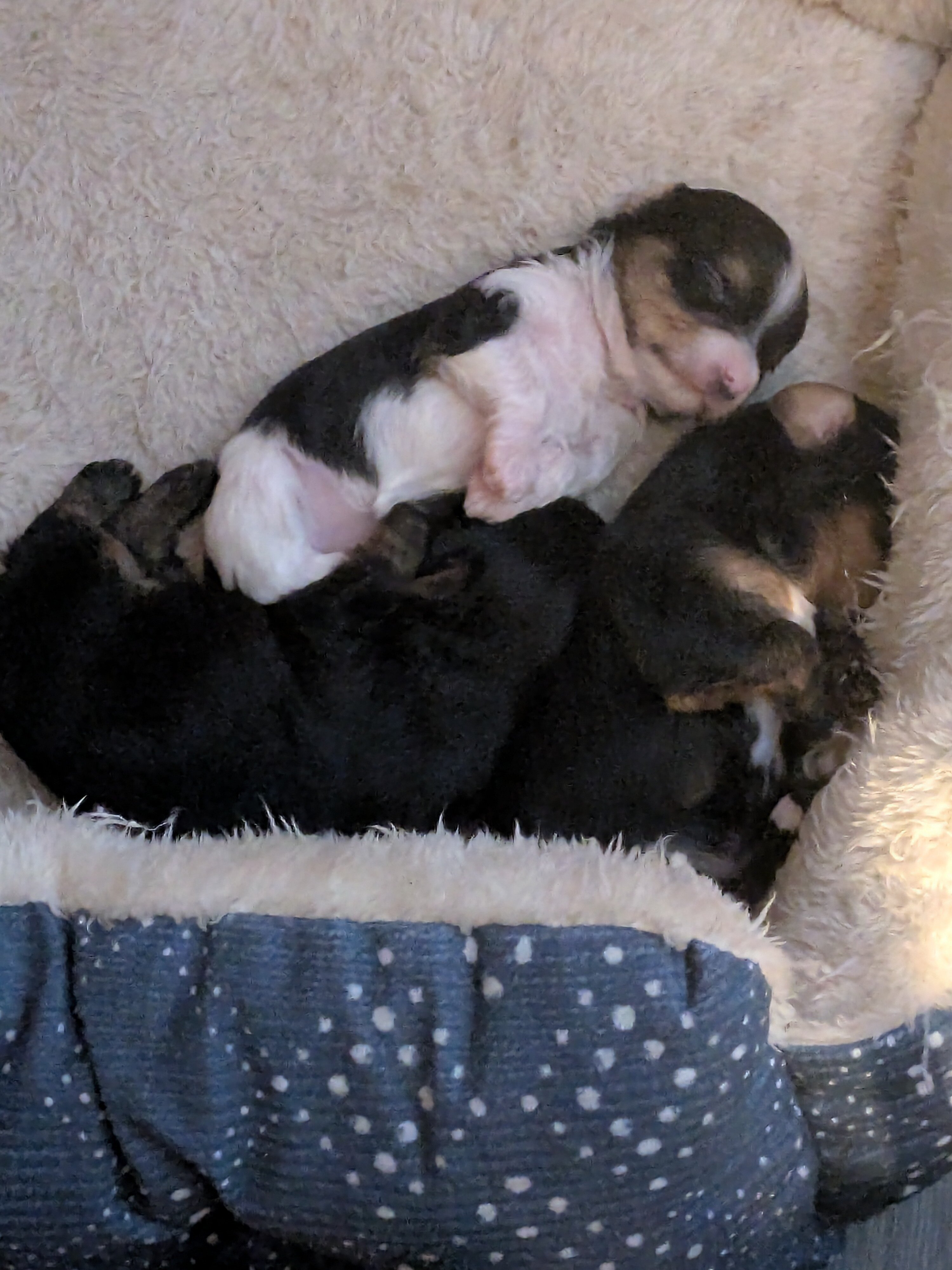 Yorkie puppies image 7