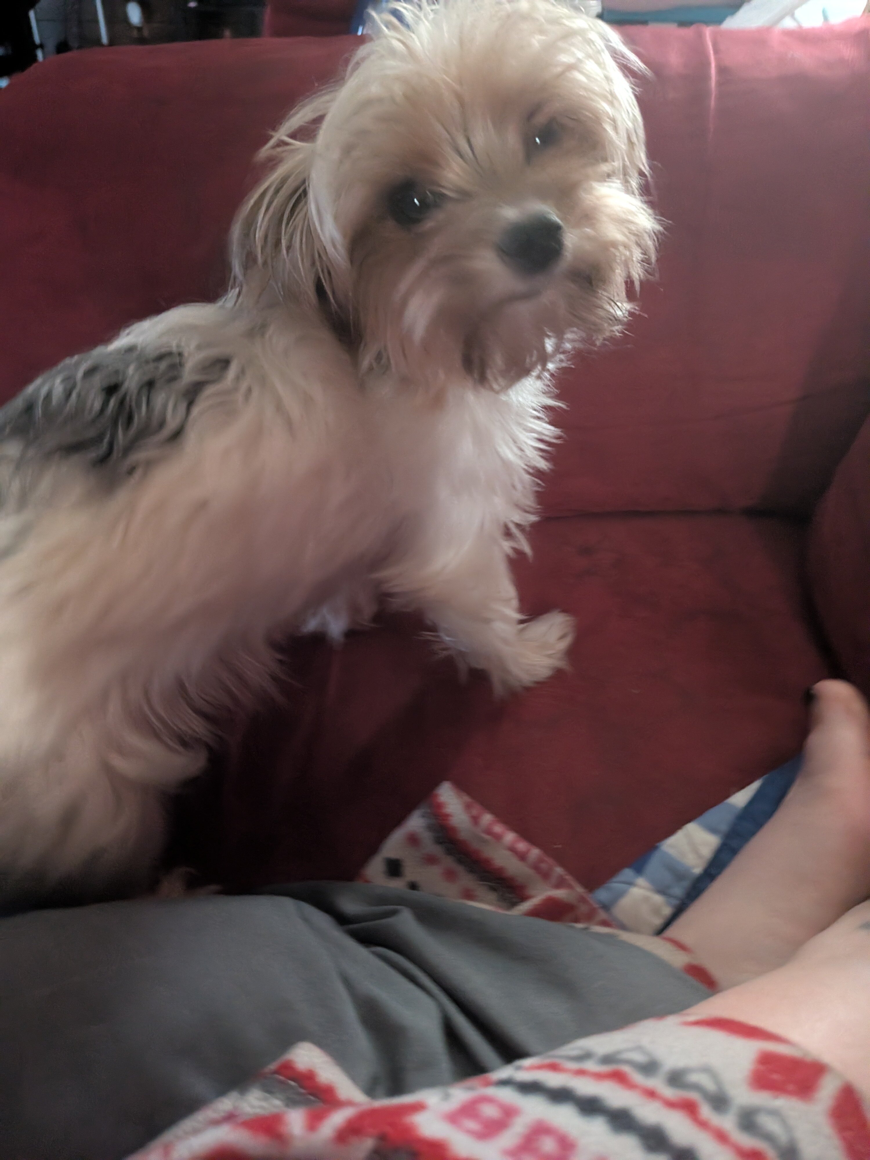 Yorkie puppies image 4