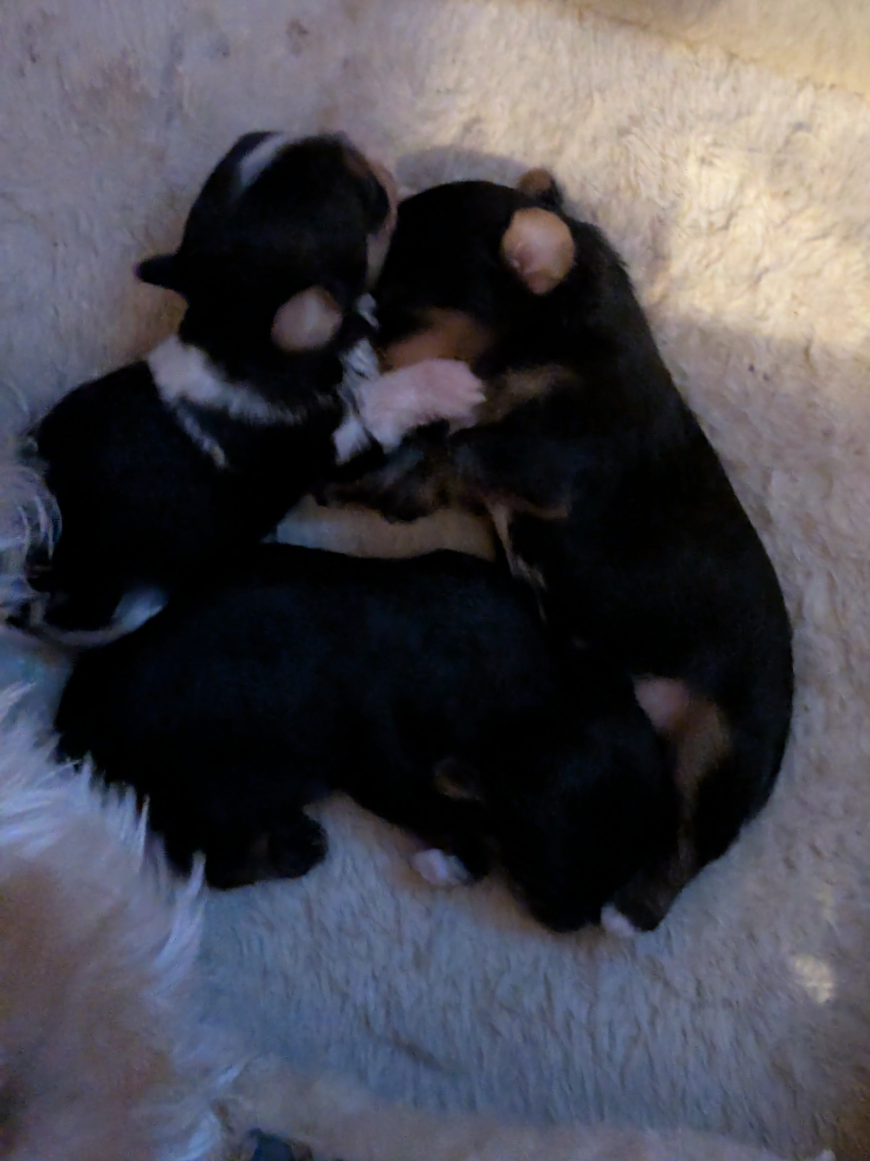 Yorkie puppies image 6