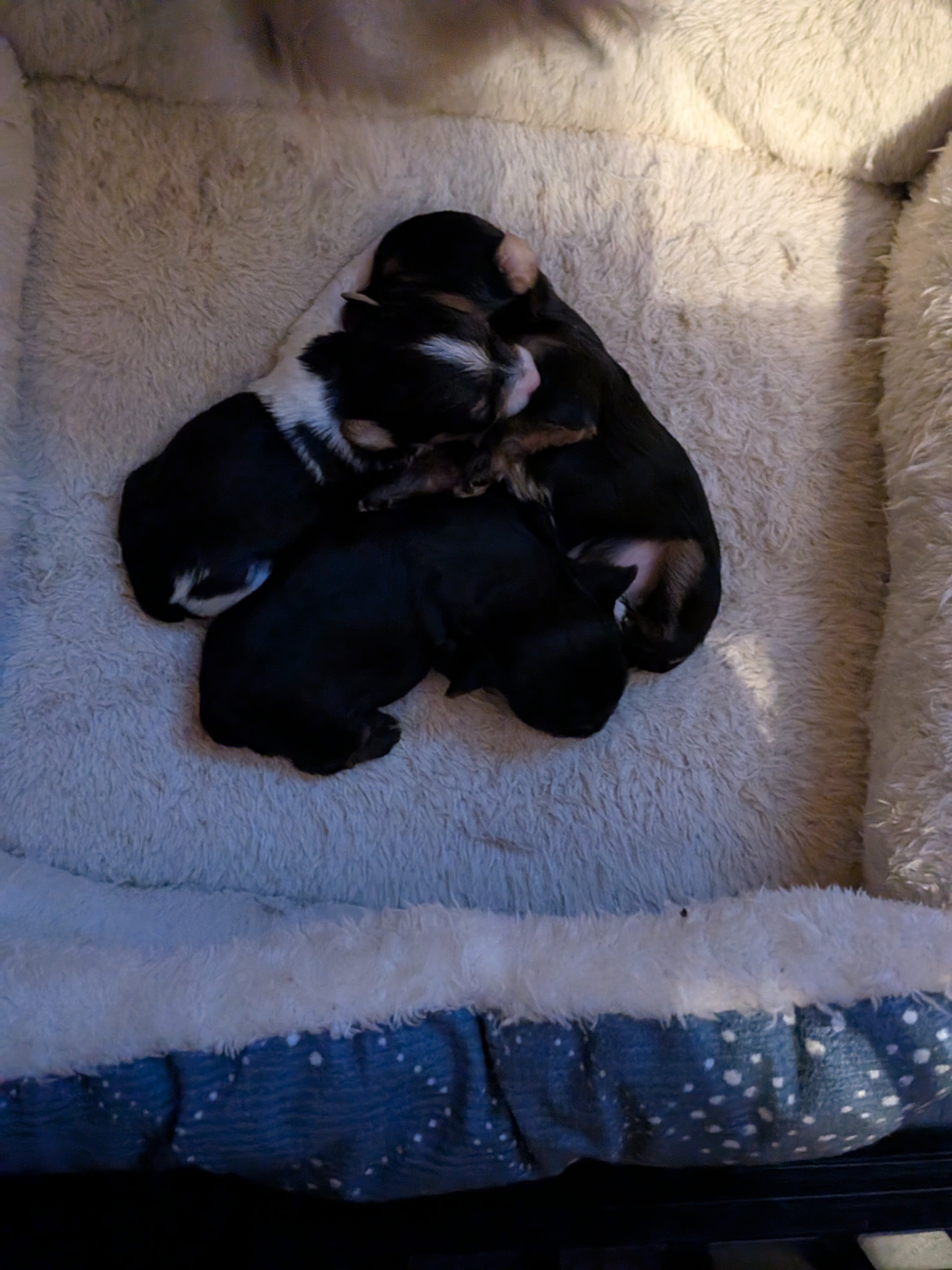 Yorkie puppies image 1