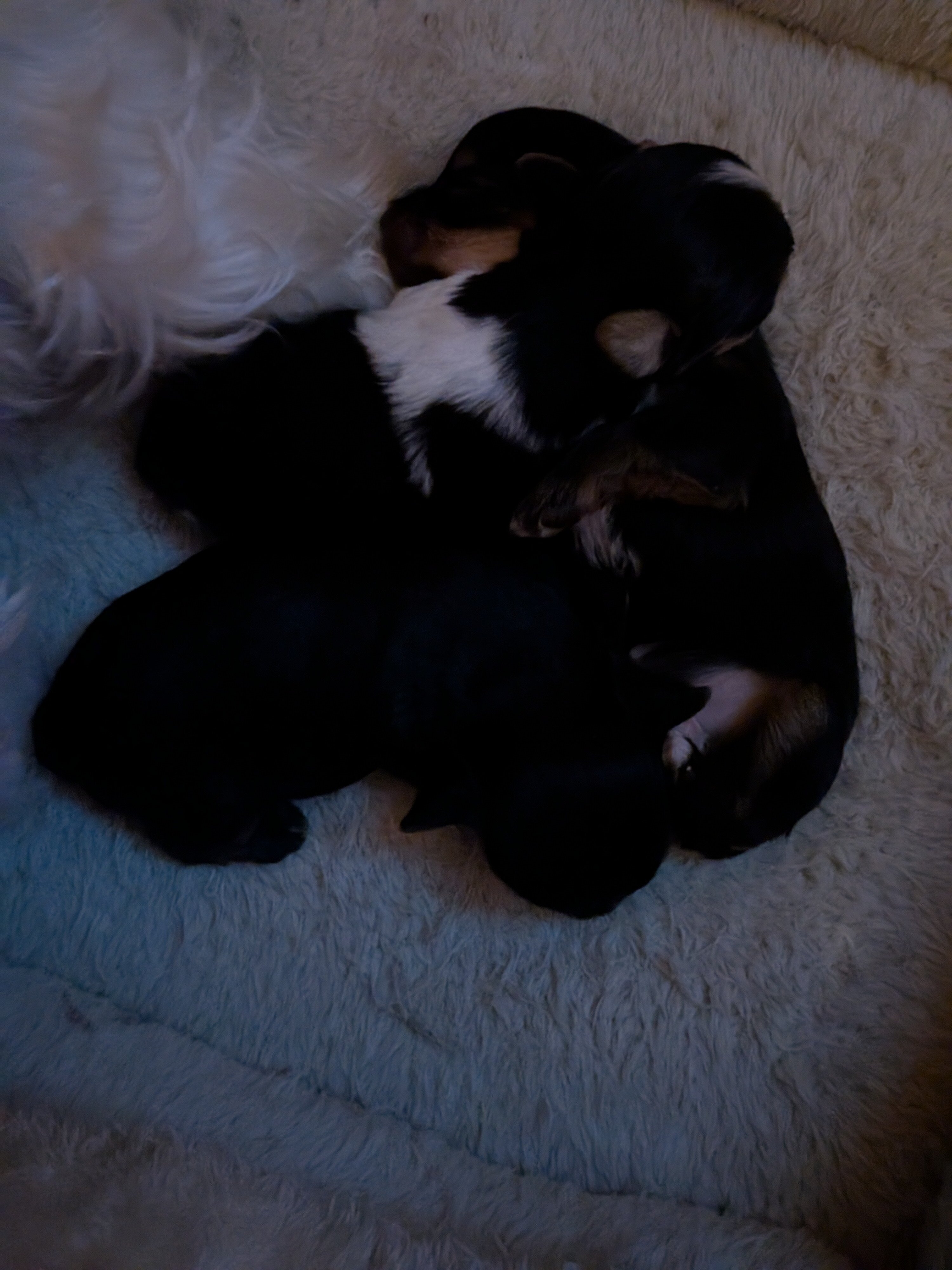 Yorkie puppies image 2