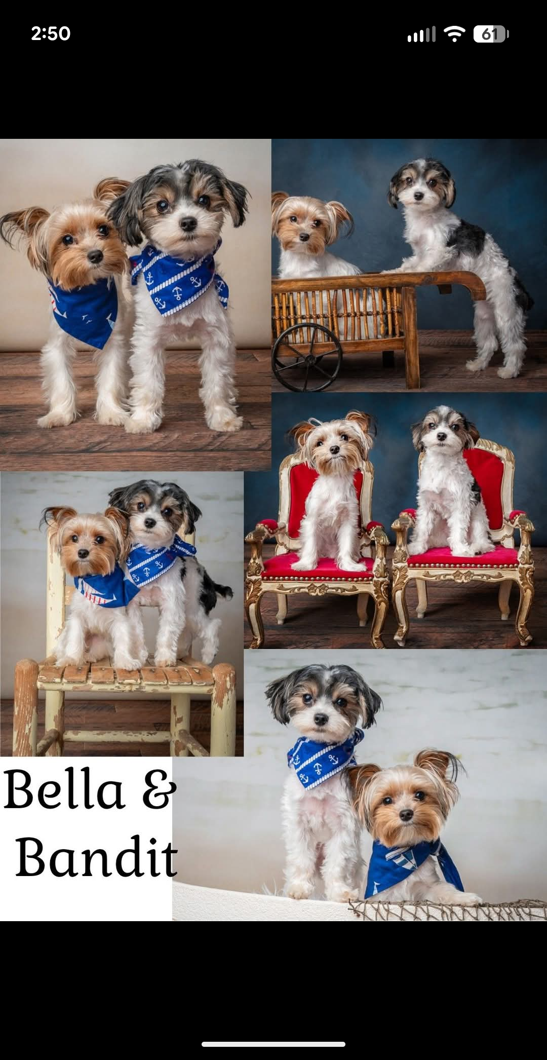 Yorkie puppies image 5