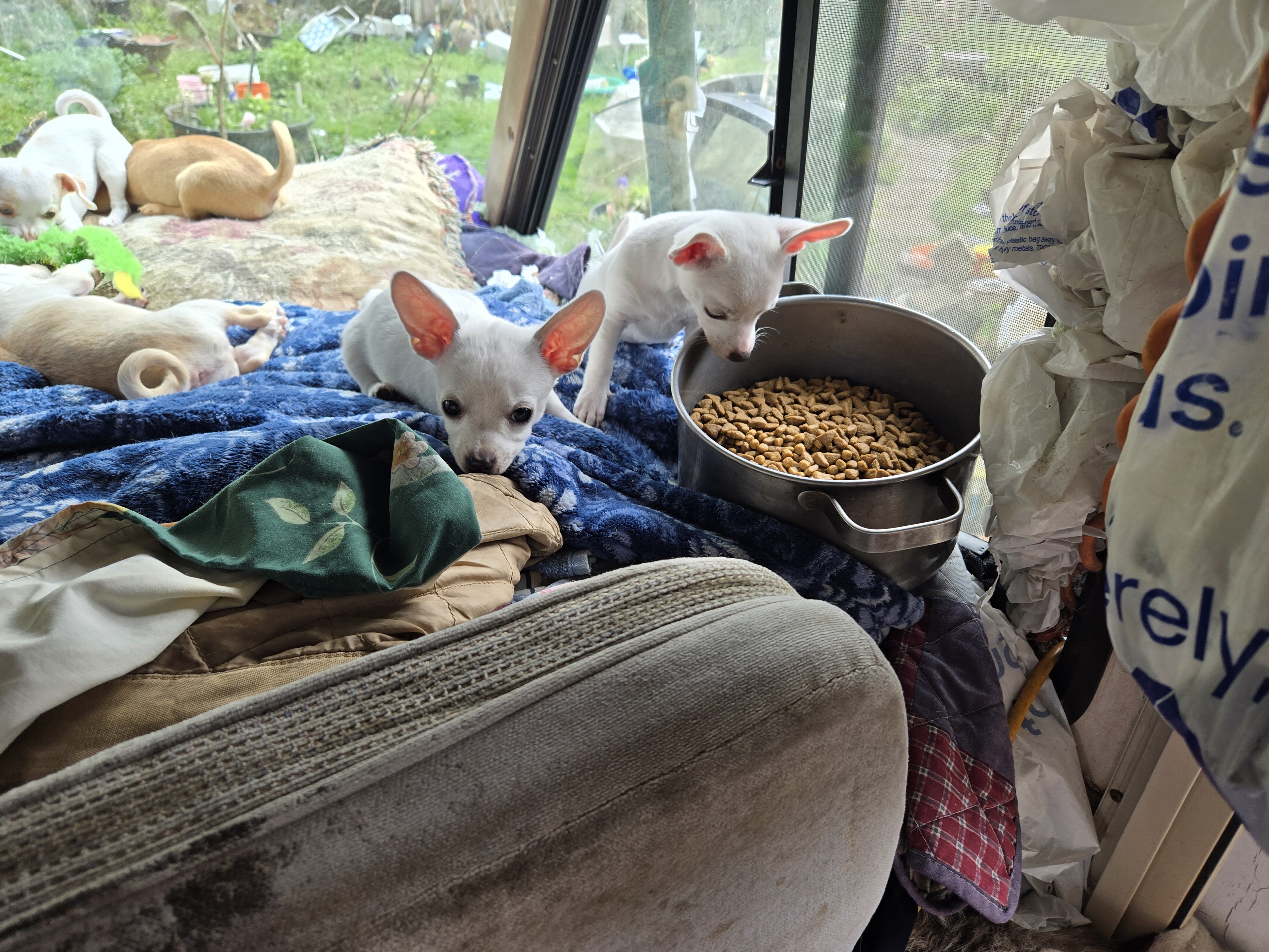Chihuahua puppjes image 5