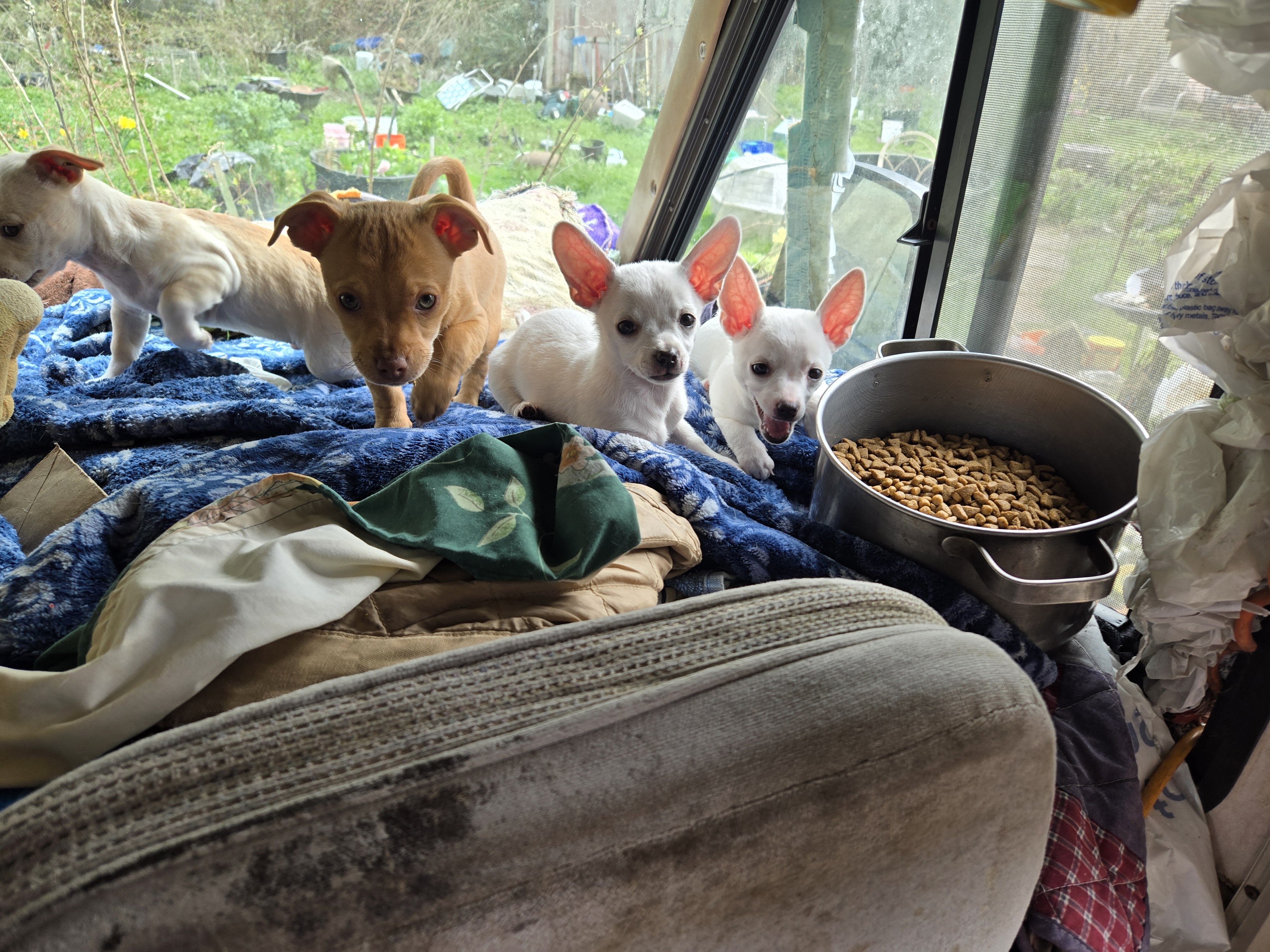 Chihuahua puppjes image 3