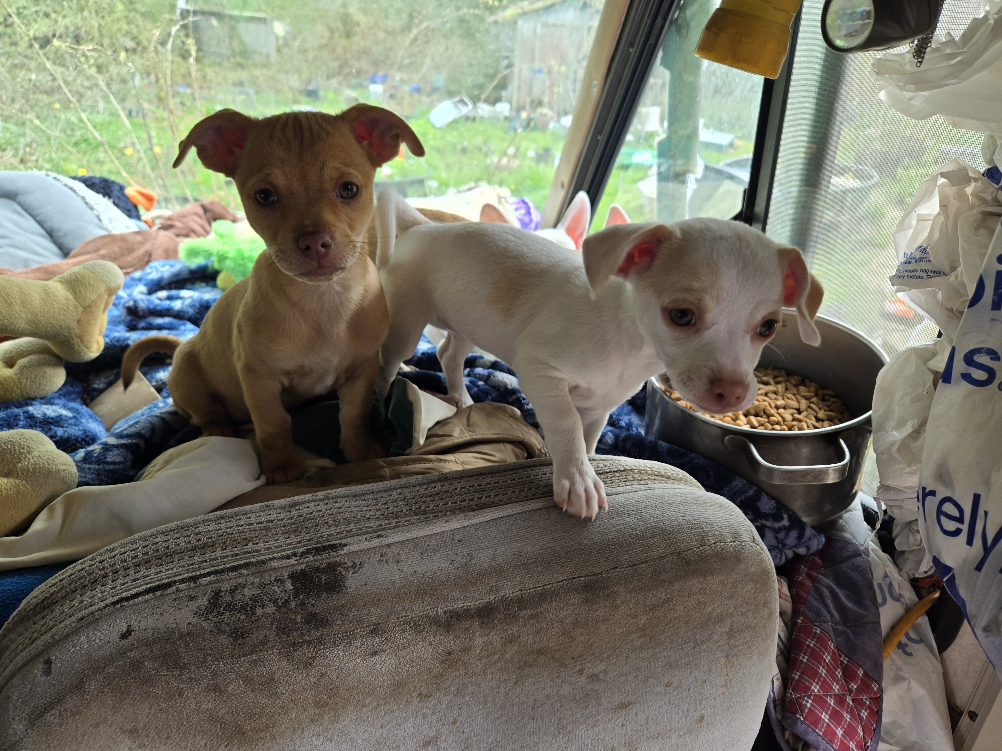 Chihuahua puppjes image 2