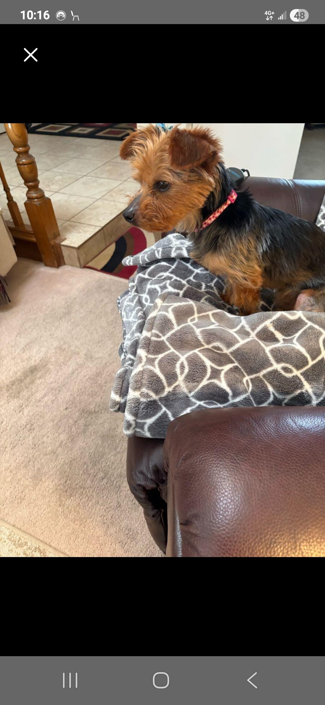 Dog image 2