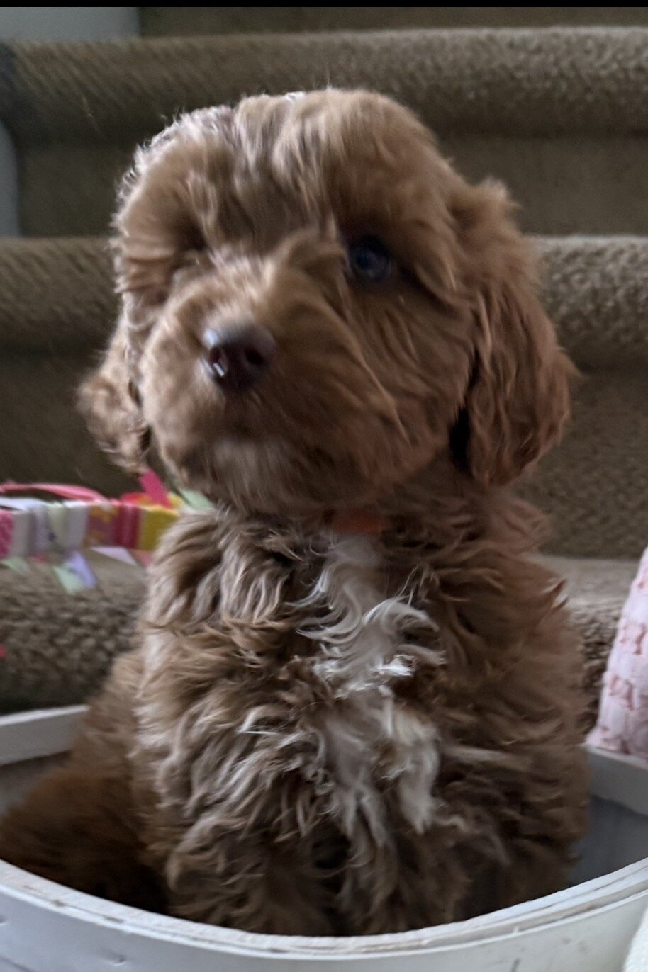 Golden doodle puppy Macho image 1