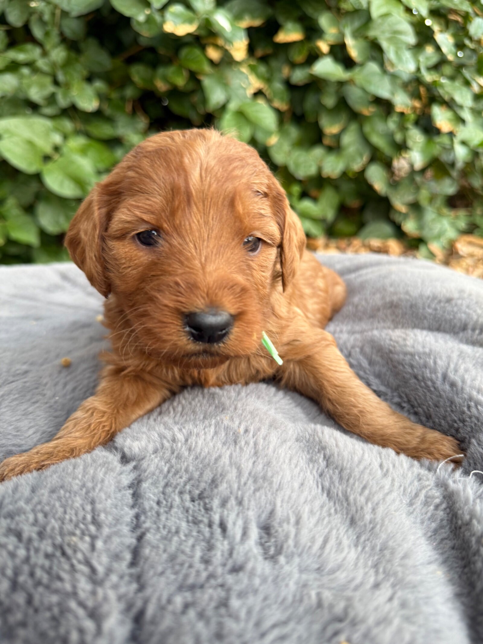 Mini Goldendoodle Puppy image 1